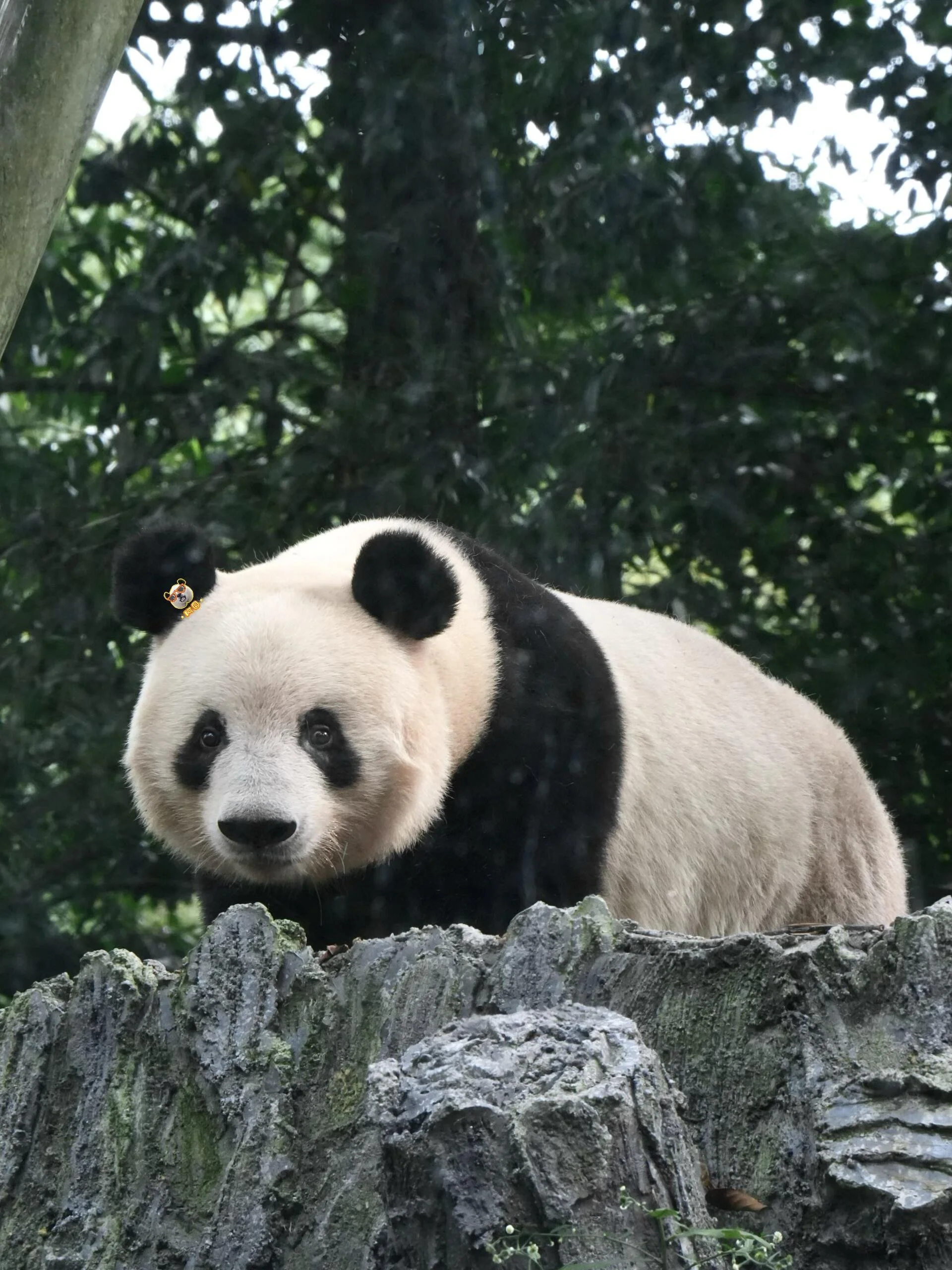 Why Is Chengdu Known for Pandas? China's Panda Capital Explained