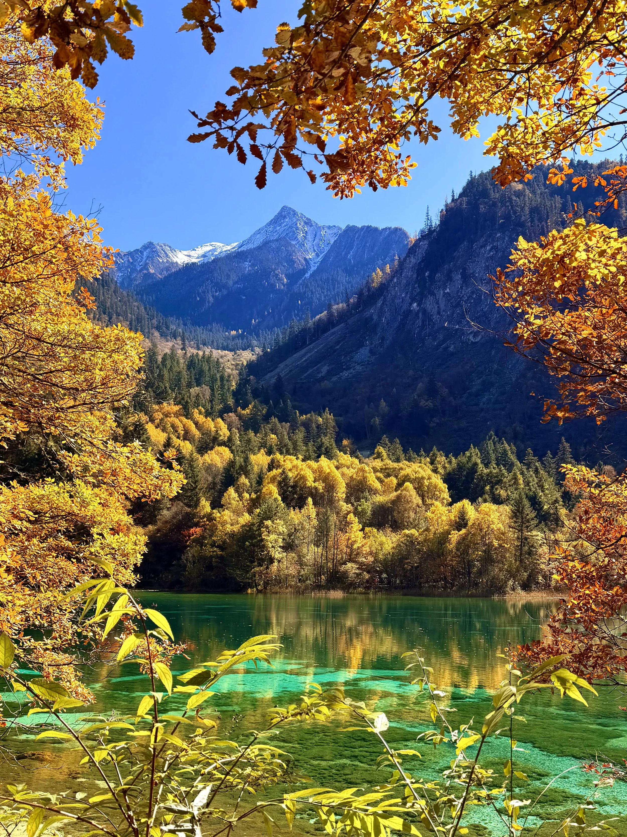 China Autumn vs the World: 11 Types of Fall Color, Compared