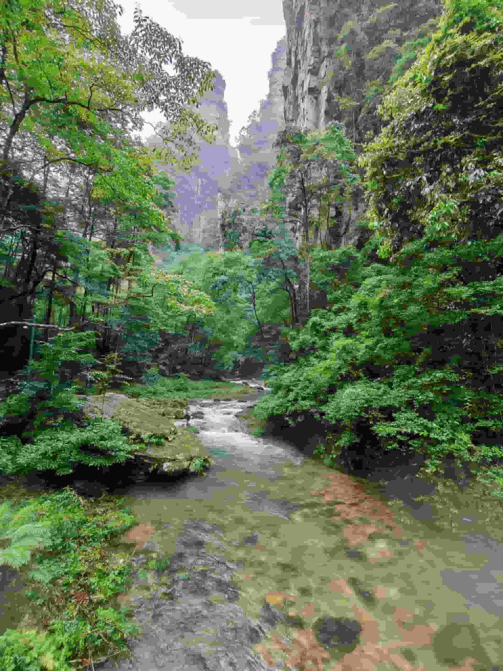 A person fishing in a shallow stream in a lush green forest with trees and a wooden bridge in the background.
