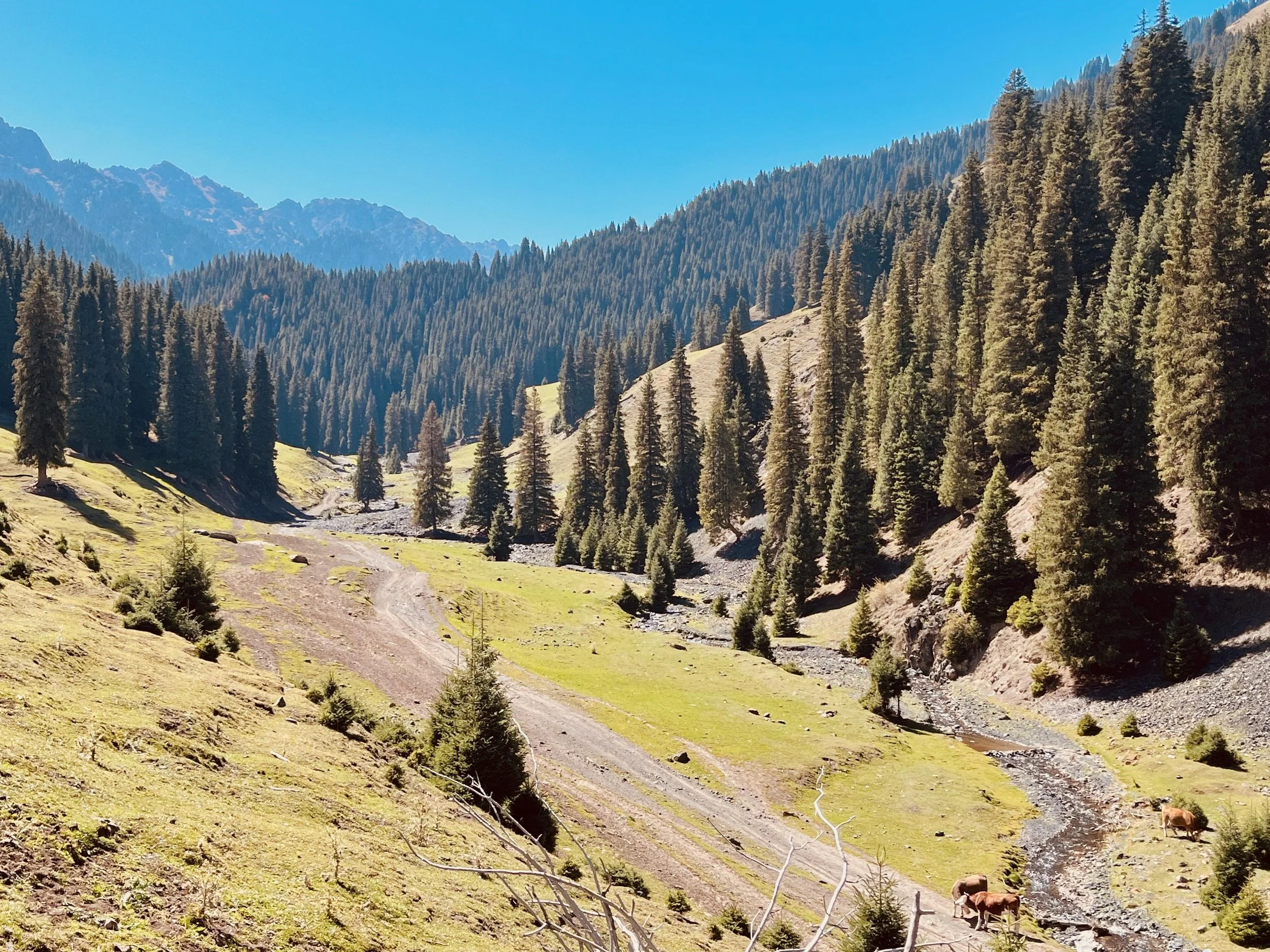 Scenic mountain landscape with dense evergreen forest, grassy meadows, and a stream, under a clear blue sky.