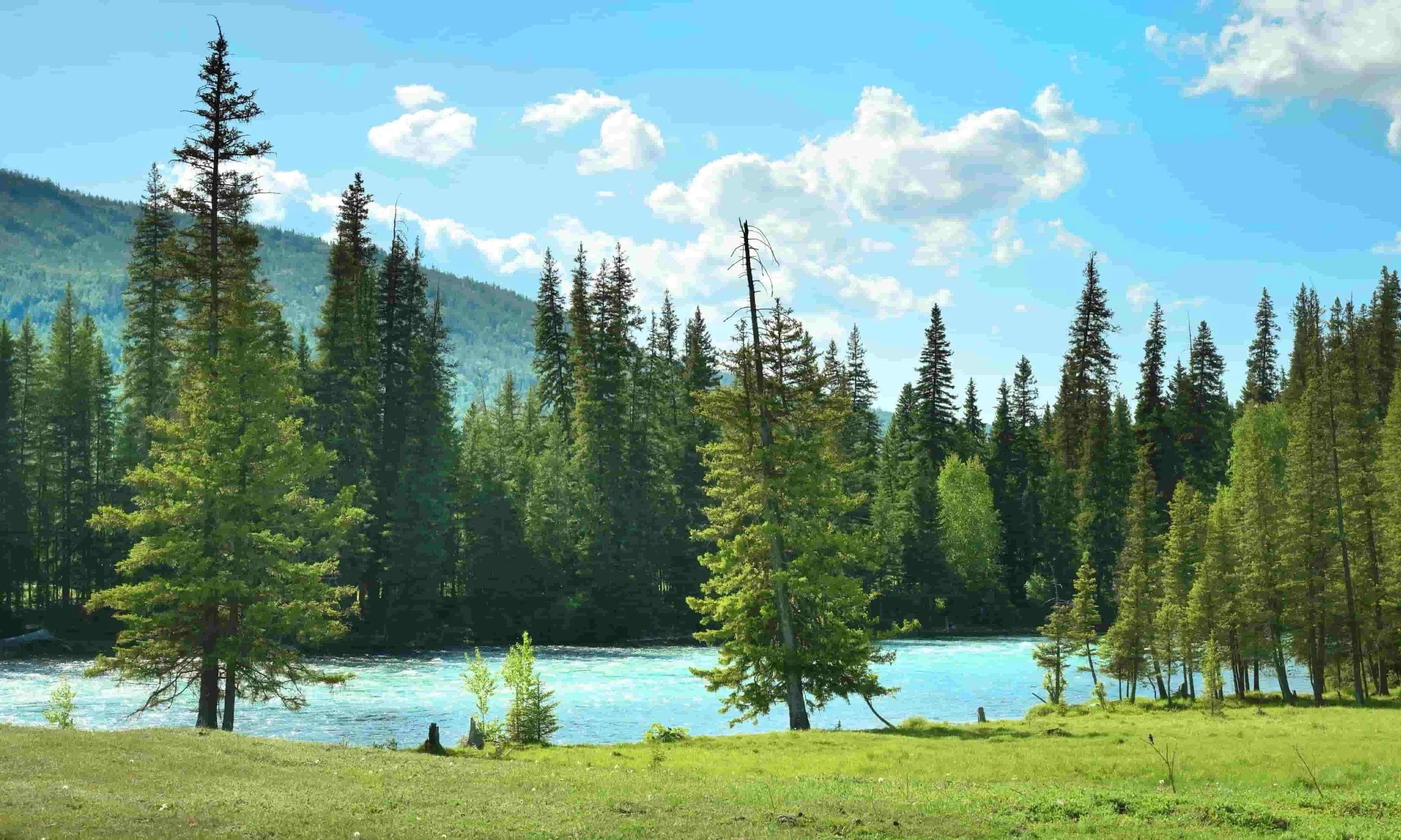 A lush green landscape featuring a meadow with orange flowers, surrounded by a dense forest and rolling hills in the background under a partly cloudy sky.