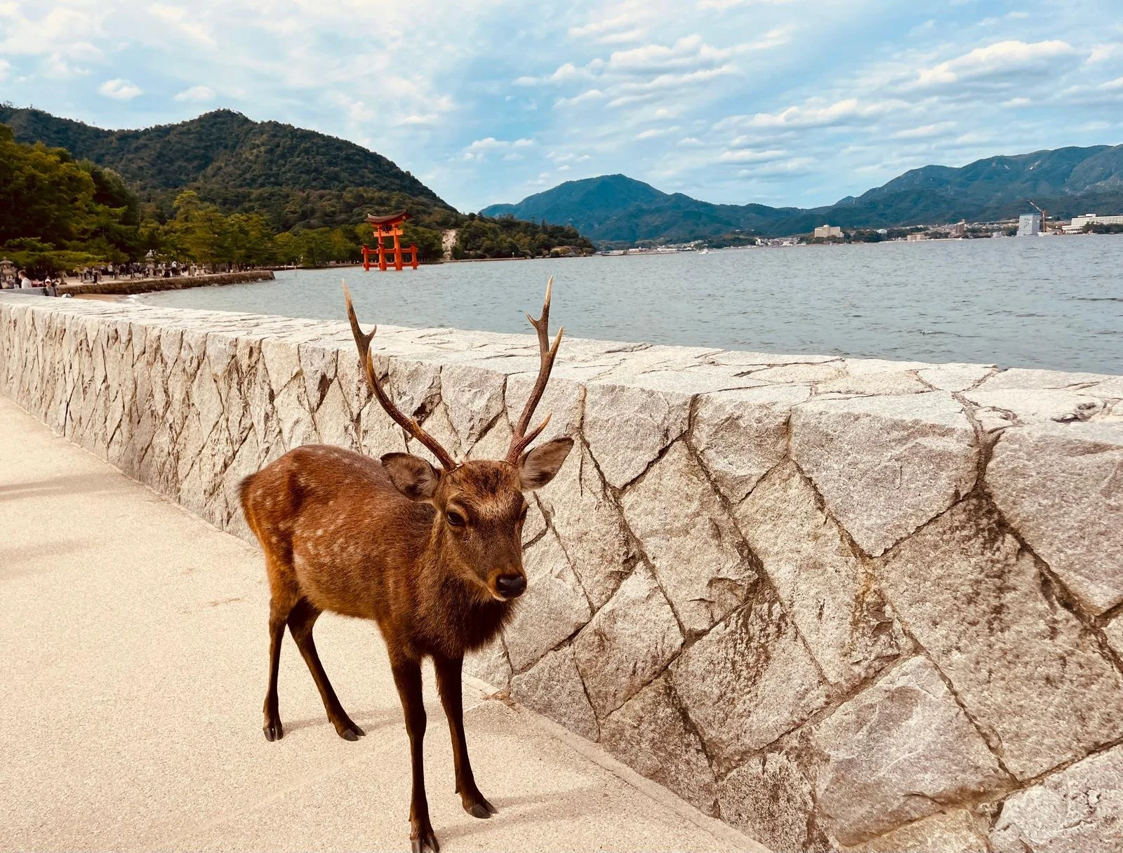 10 Practical Tips About Miyajima Deer from a Local Guide