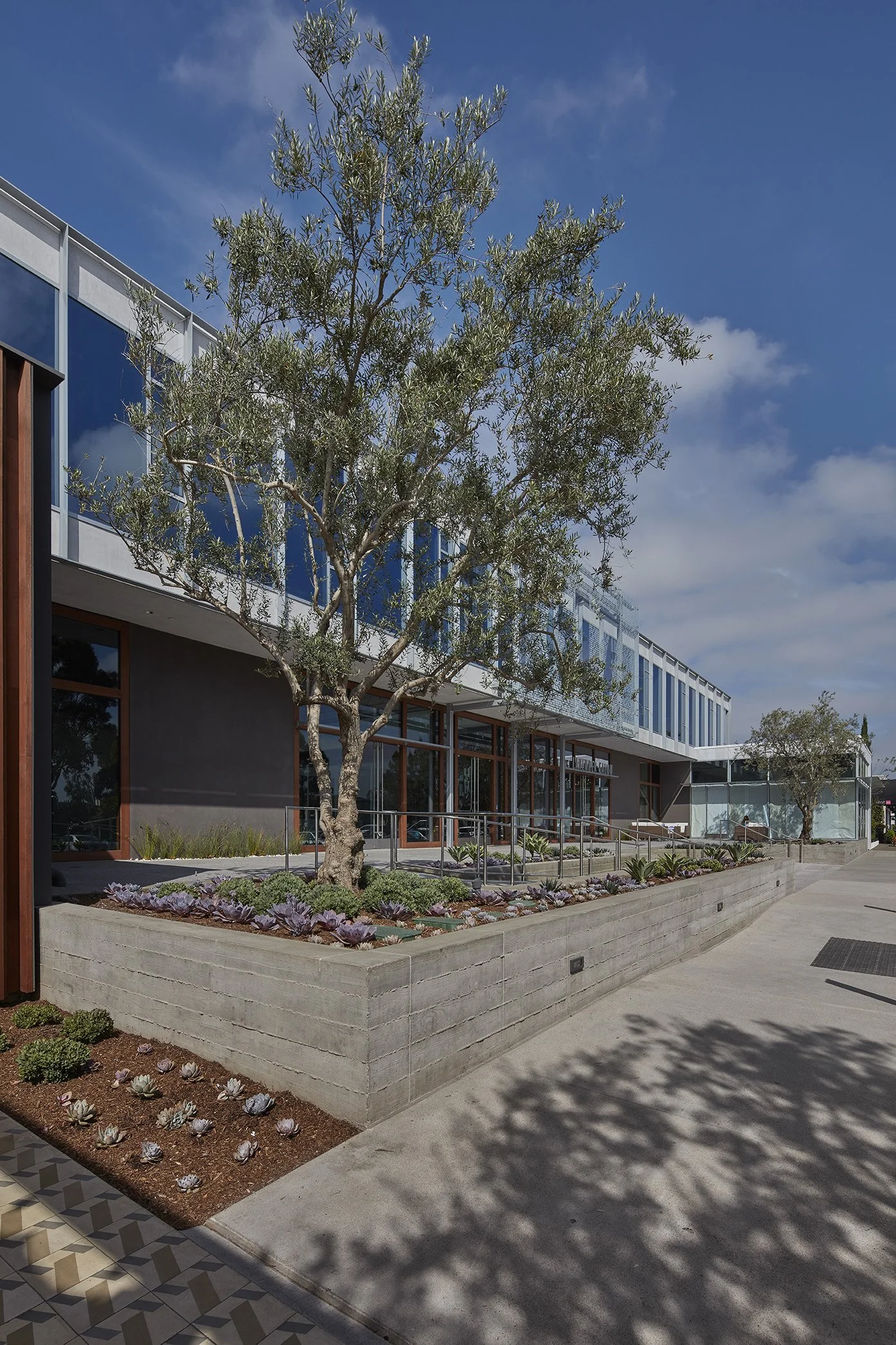 castaway-commons-newport-beach-olive-tree-landscape.jpg