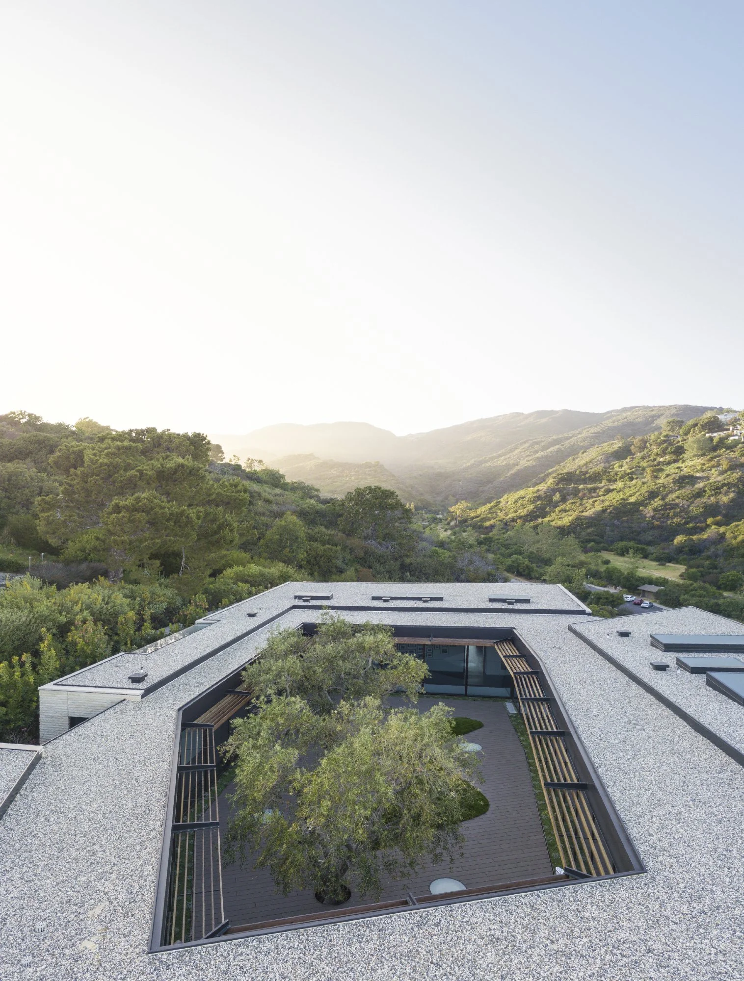 donaldson-partners-tramonto-residence-pacific-palisades-olive-tree-courtyard.jpg