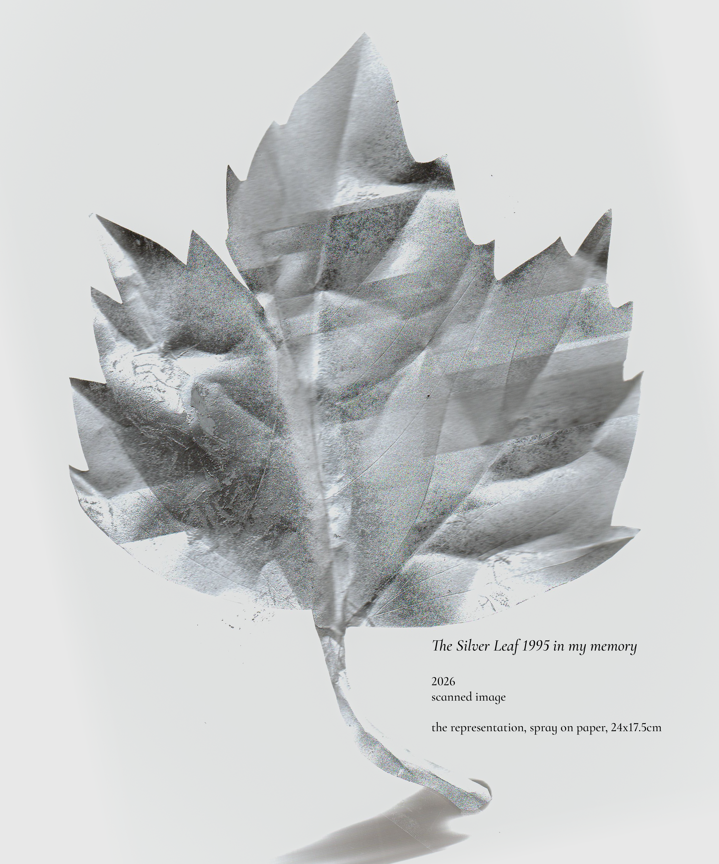 the silver leaf 1995 in my memory-01.png