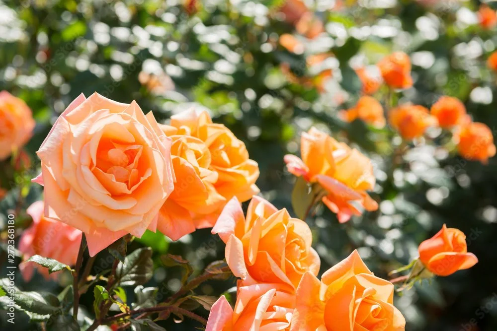 ピンク色のバラの花がたくさん咲いている庭の様子