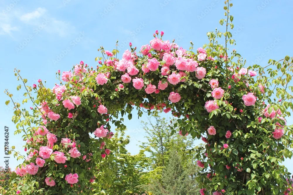 青空の下、ピンクのバラのアーチが咲いている風景