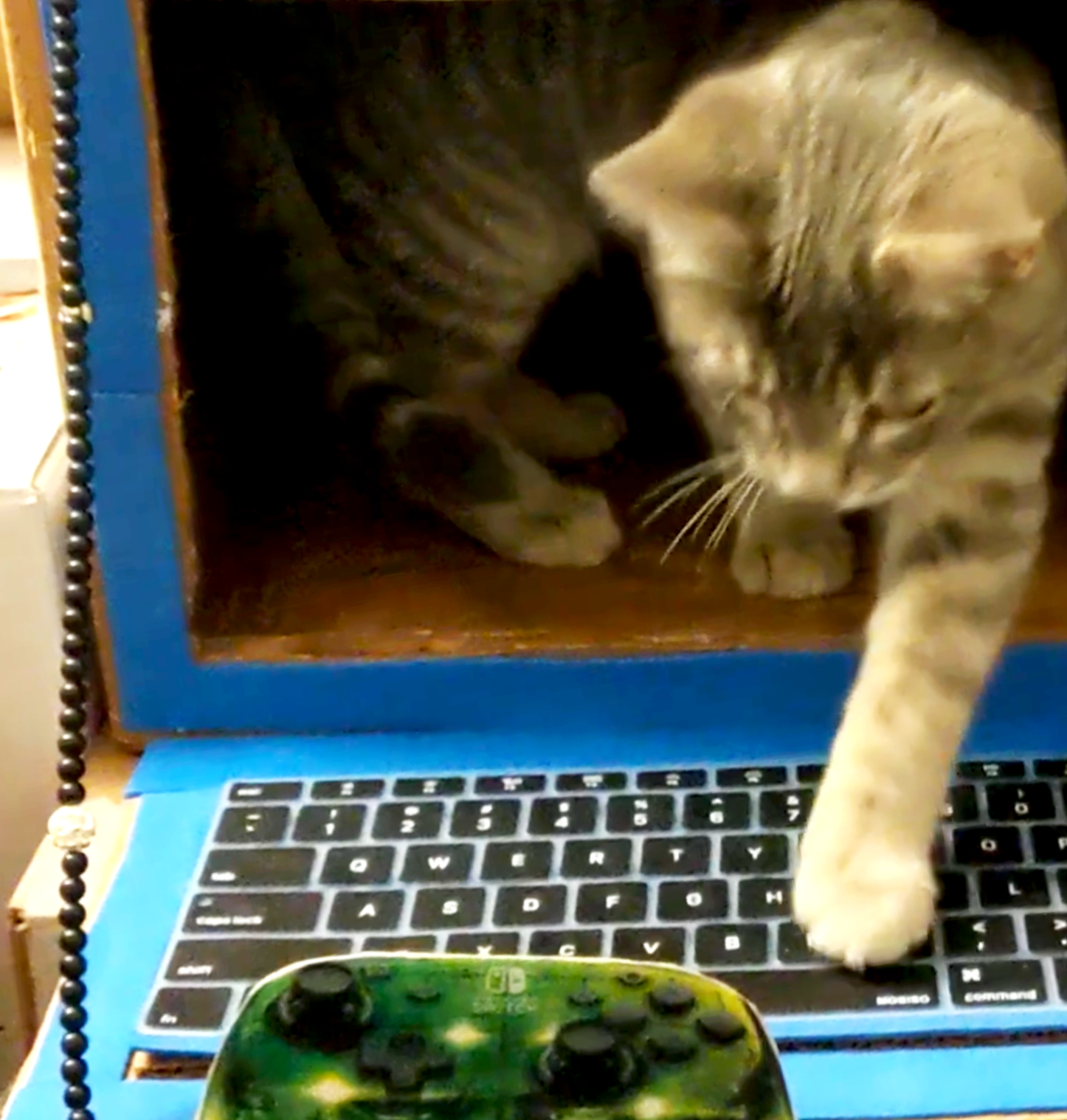 Kitten stepping on a keyboard