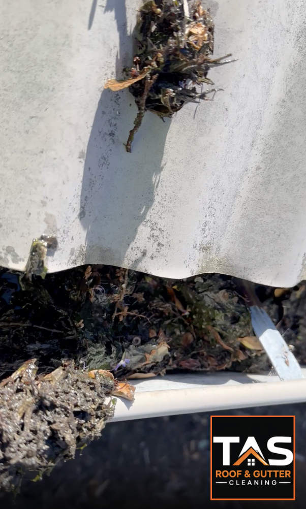Close-up of wet leaves, branches and TAS Roof & Gutter Cleaning accumulated organic debris inside a roof gutter, showing the importance of professional gutter cleaning.