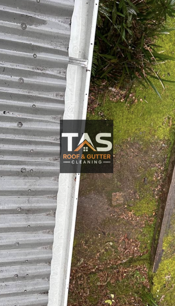 A close-up view of a corrugated metal roof with a gutter, outside in a yard with green grass, moss, and plants along the ground with a wooden fence on the right.