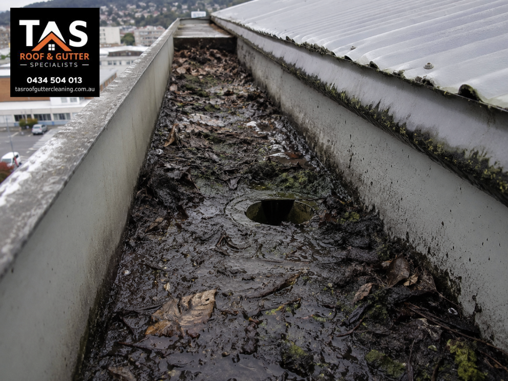 Blocked box gutter in Hobart filled with wet leaves, organic debris and sediment around the drainage outlet.