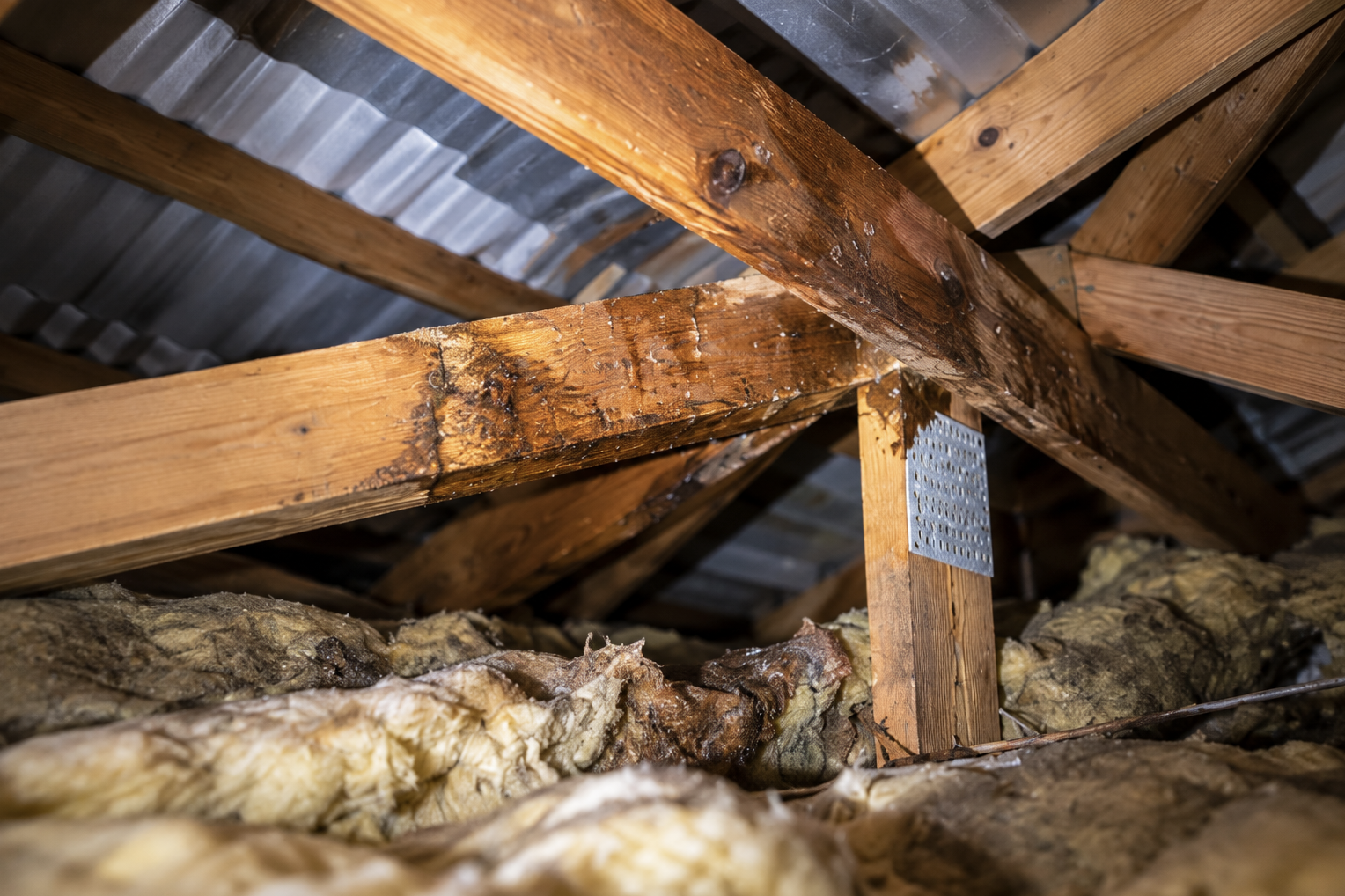 Wet roof timbers and insulation inside the roof space during investigation of a roof leak in Kingston.