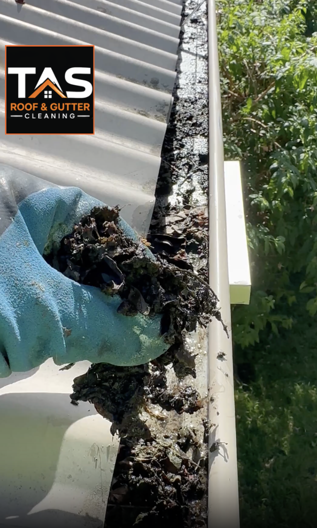 Gloved hand removing wet leaves and compacted debris from a gutter at a West Moonah property in Hobart.