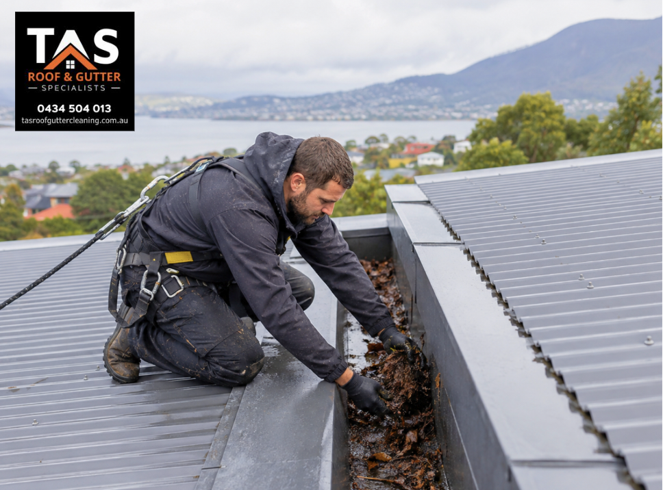 Professional box gutter cleaning on a Hobart home, with a roof specialist clearing wet leaves and organic debris from an internal gutter system.