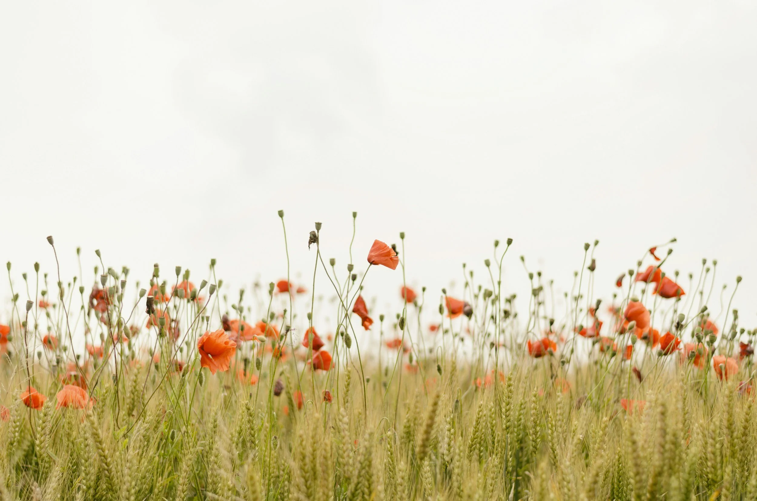 Poppy field with orange flowers and wheat, under a cloudy sky.