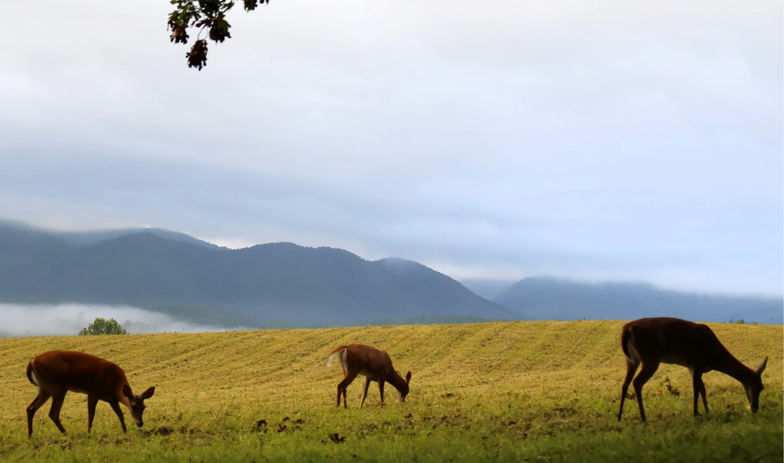 Horses grazing on a grassy field with mountains and cloudy sky in the background.
