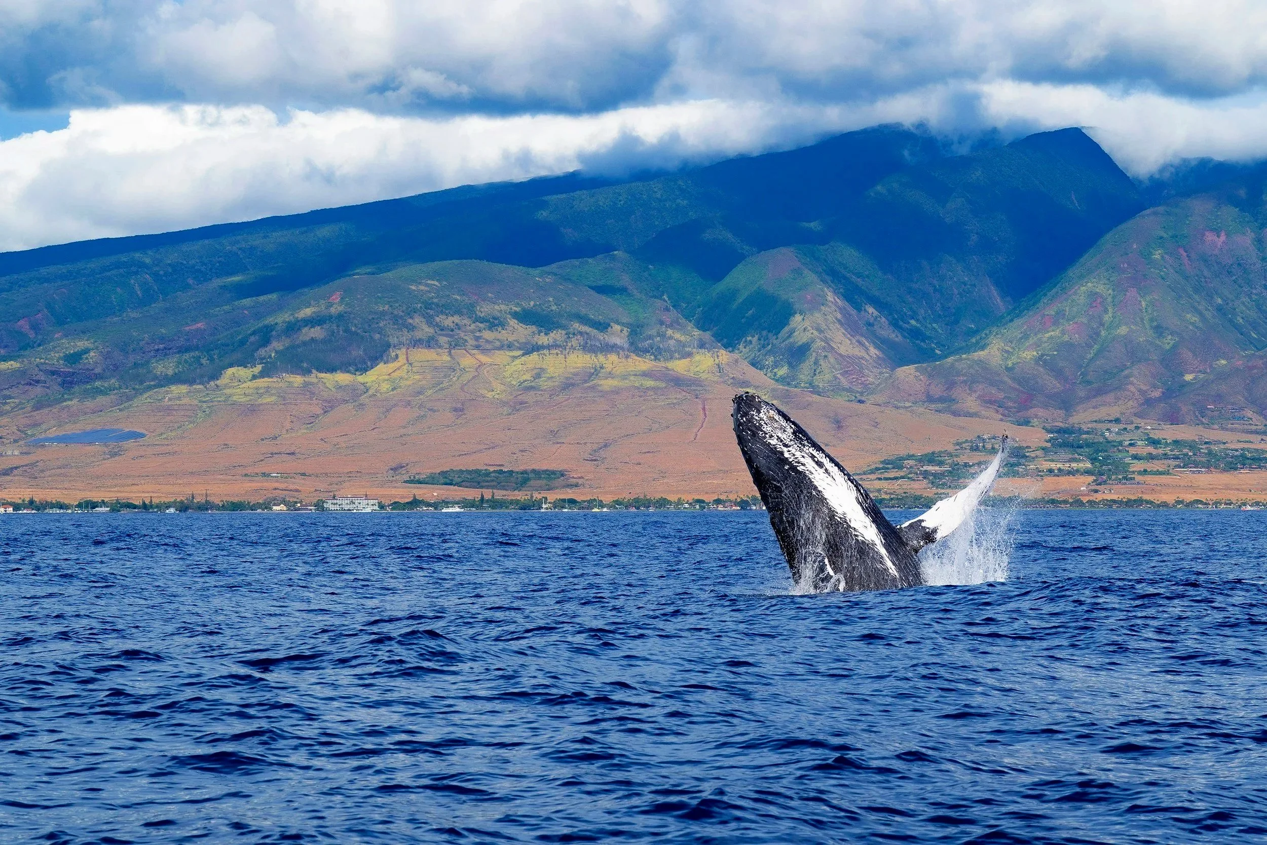 A whale's tail rising out of the ocean with a mountainous landscape and cloudy sky in the background.