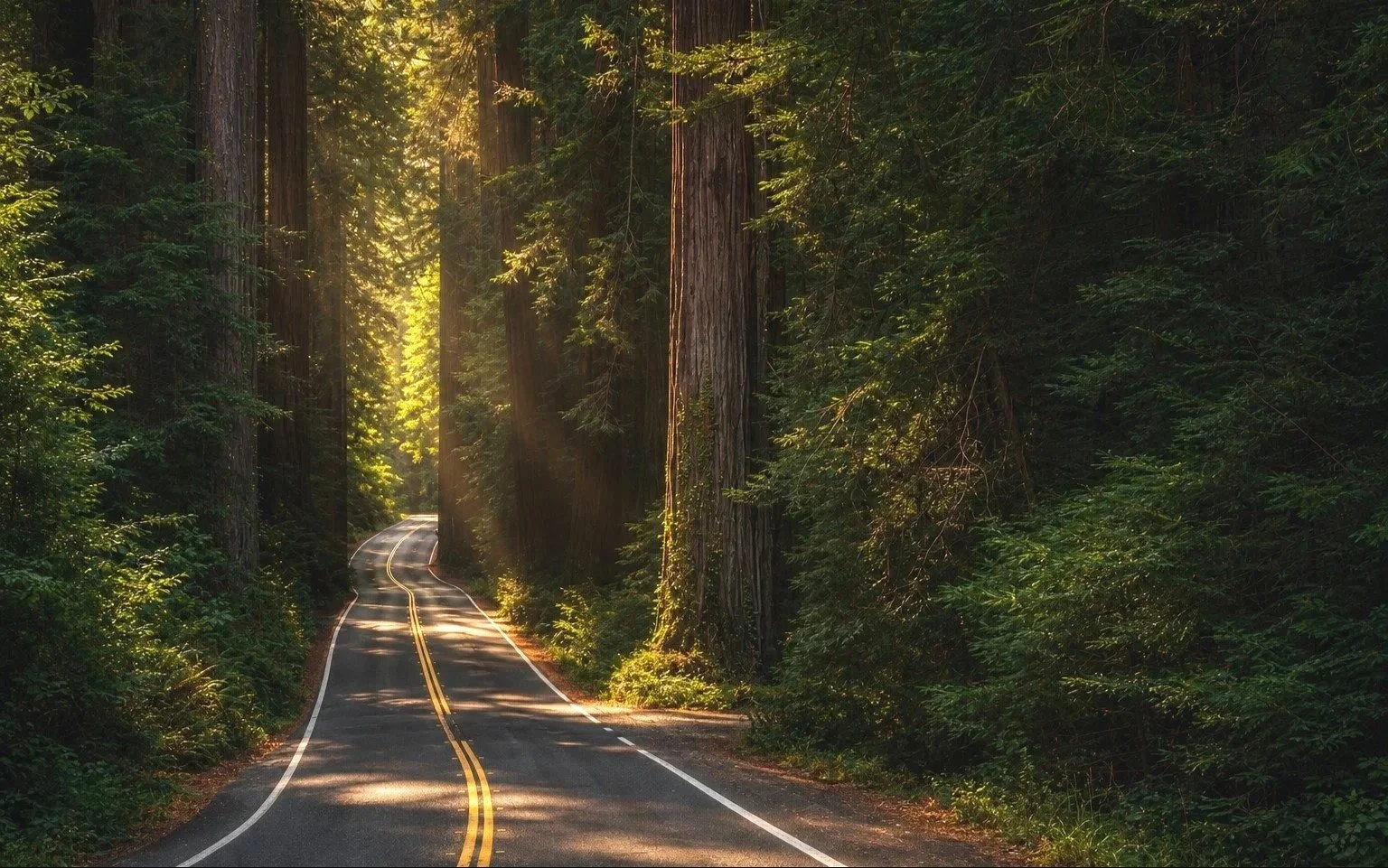 A winding road running through a dense forest with tall trees, with sunlight filtering through the leaves.