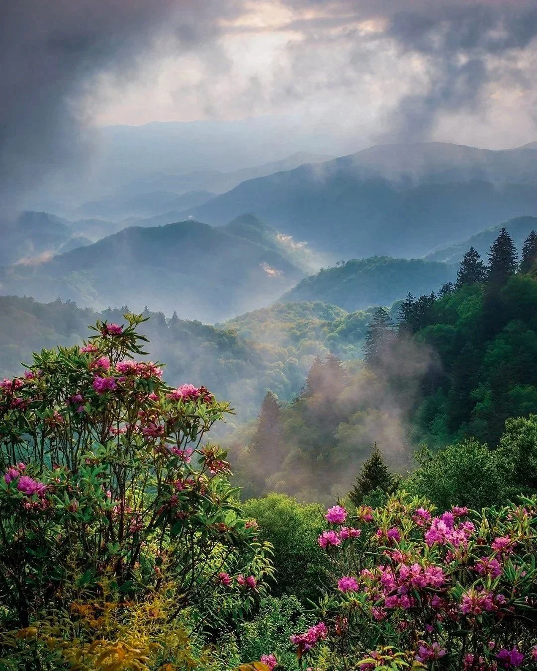 Mountains covered in mist and clouds with colorful blooming flowers in the foreground.