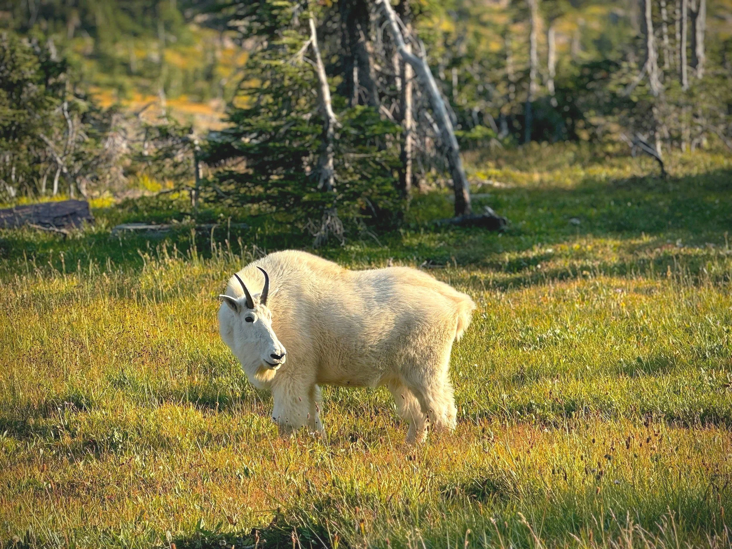 A mountain goat with white fur and black horns peacefully grazing on lush green grass in a forested area during daytime.