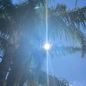 Sunshine Mix