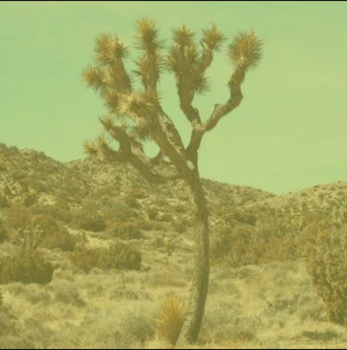 The Desert Disco