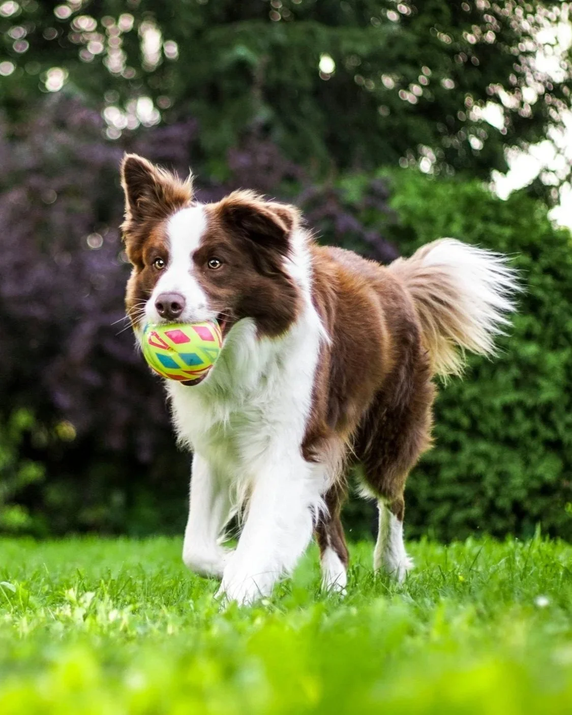 A brown and white dog playing fetch outdoors with a colorful green and pink ball in its mouth.