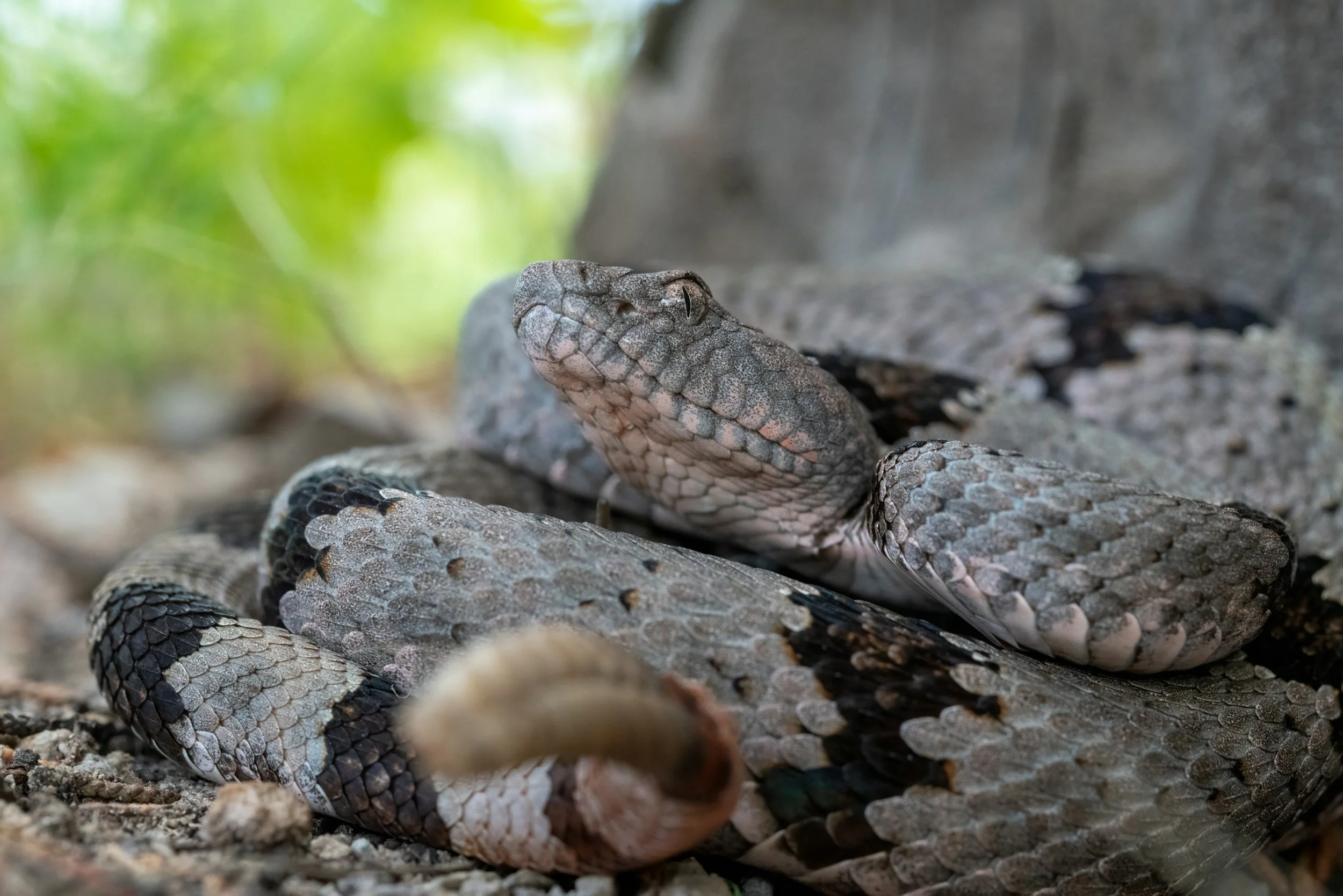 A close-up of a coiled rattlesnake on the ground with a blurred green background.