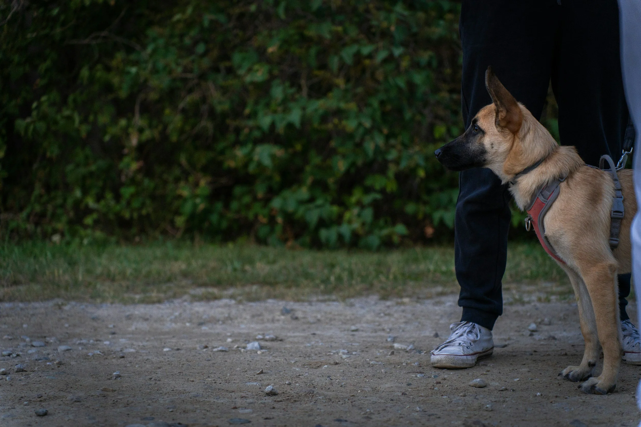 A person standing with a Belgian Malinois dog outdoors on a gravel path with green bushes in the background.
