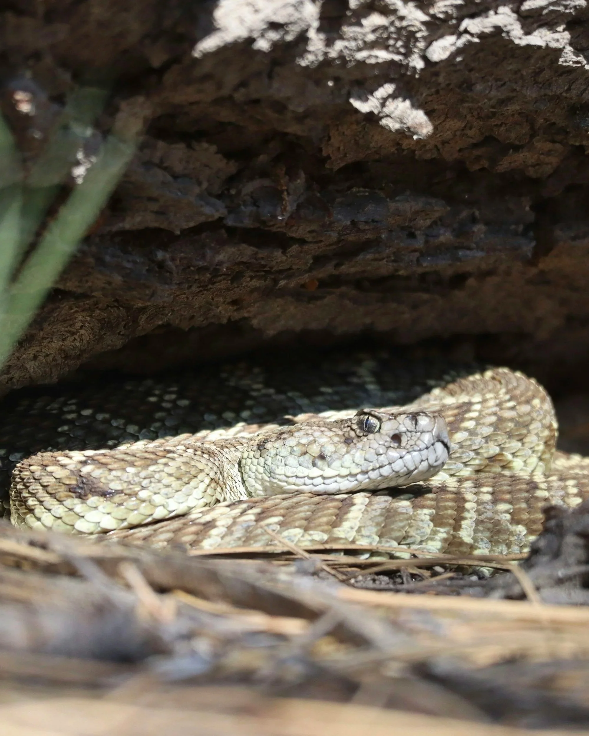 A close-up view of a snake with beige and brown patterned scales, partially hidden underneath dry leaves, twigs, and a rocky overhang.