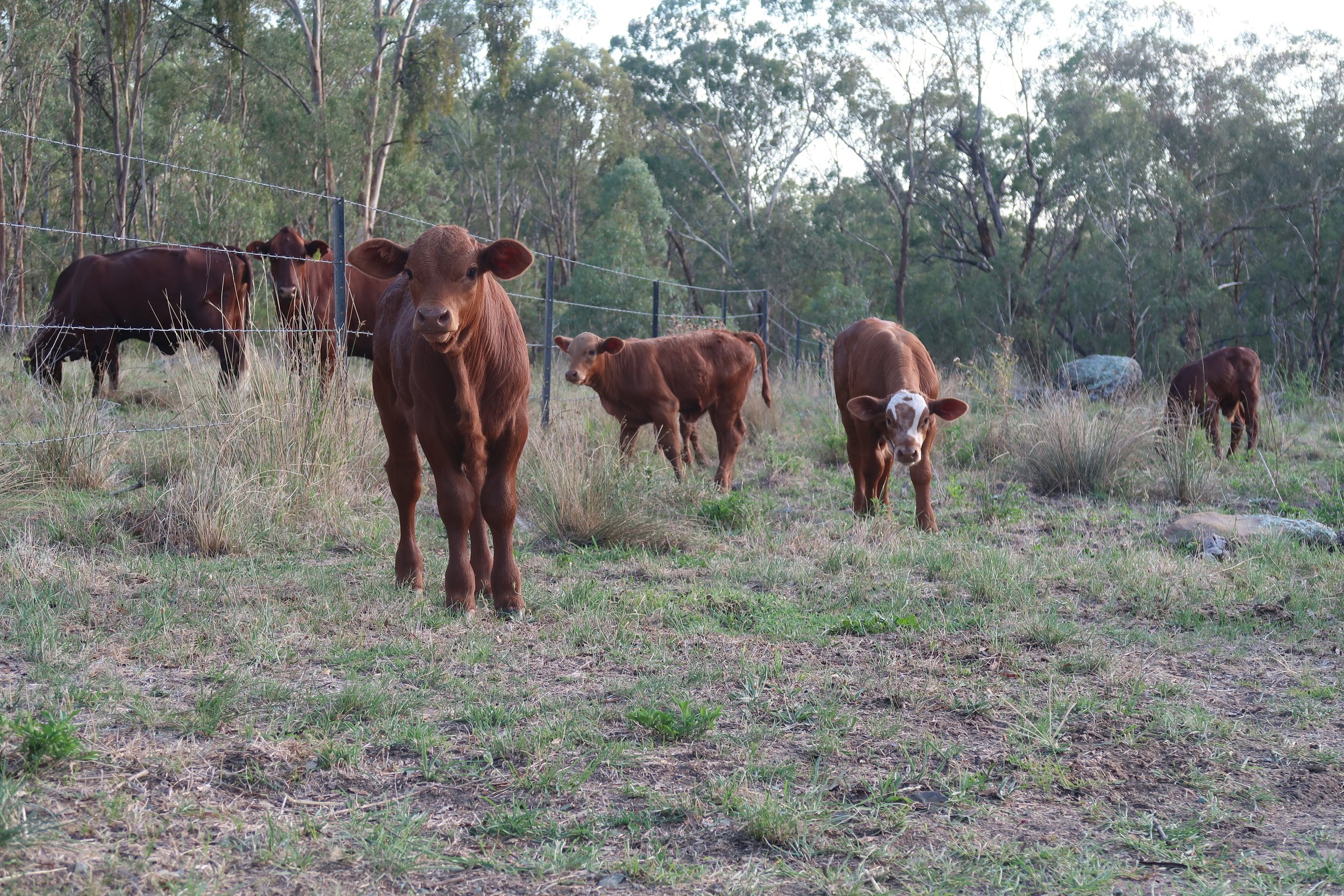 Brown and white calves standing behind a fence in a grassy field with trees in the background.