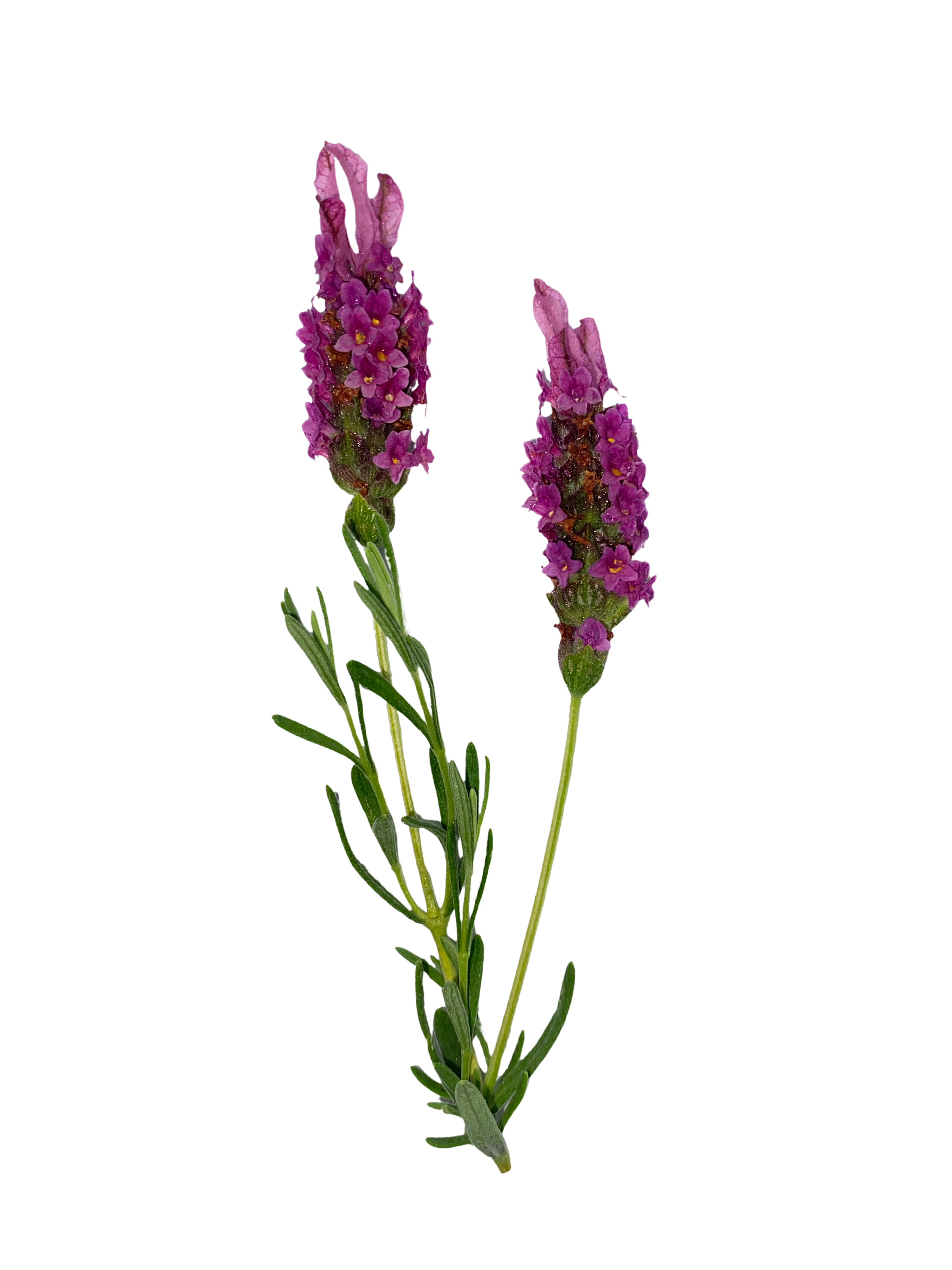 Lavender flowers