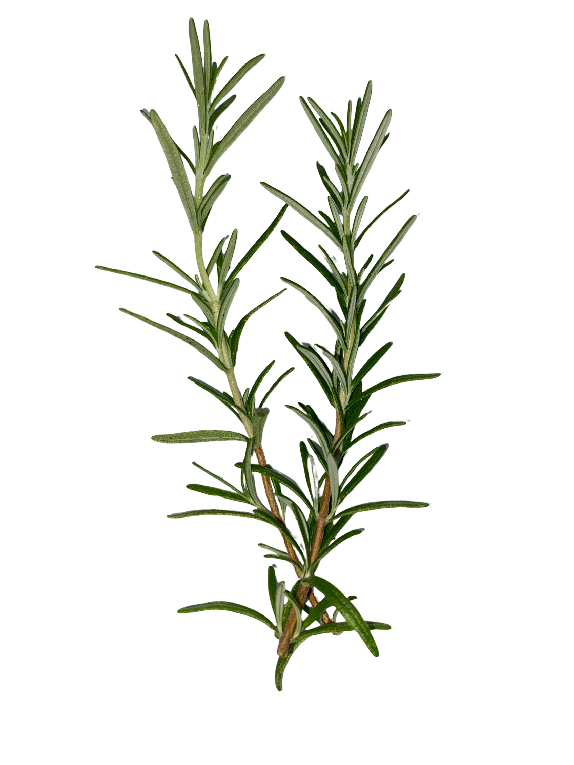 Rosemary sprigs