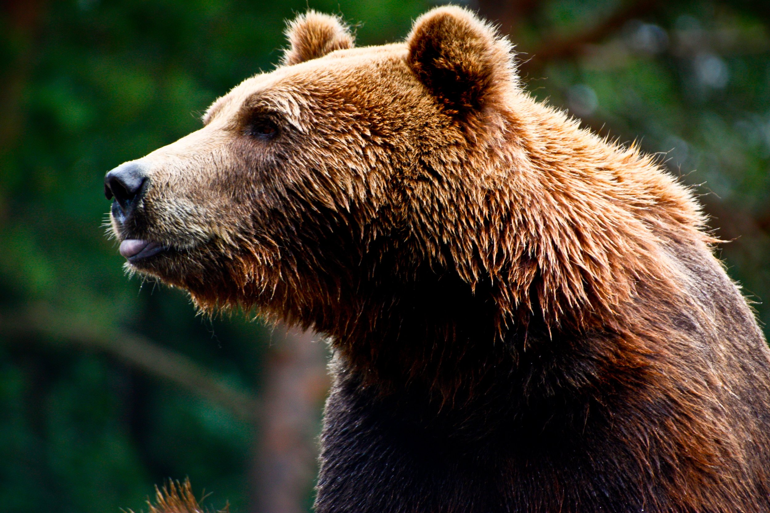 Close-up of a brown bear with its tongue slightly sticking out, set against a blurred forest background.