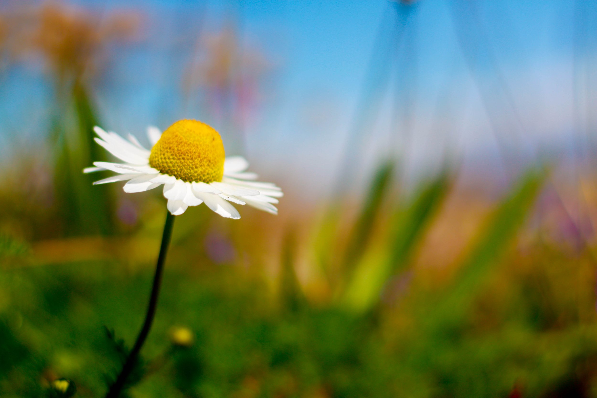 Close-up of a white daisy flower with a yellow center, with a blurred natural background of green, purple, and blue.