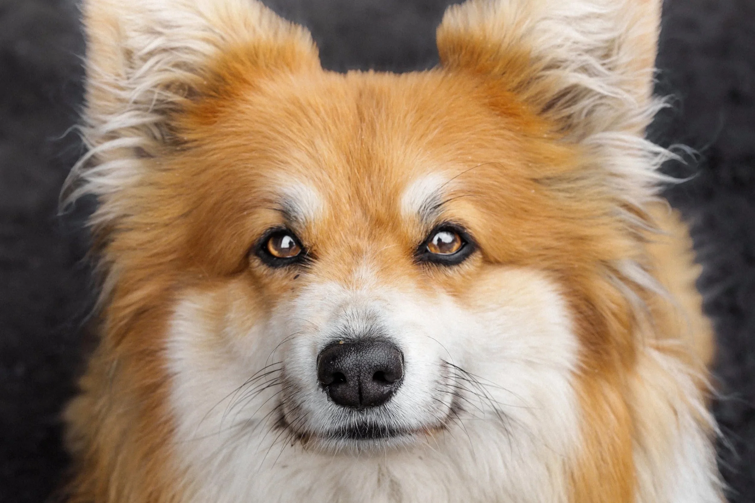 Close-up of a fluffy, golden-colored Corgi dog with amber eyes, black nose, and white fur around the face, looking directly at the camera.