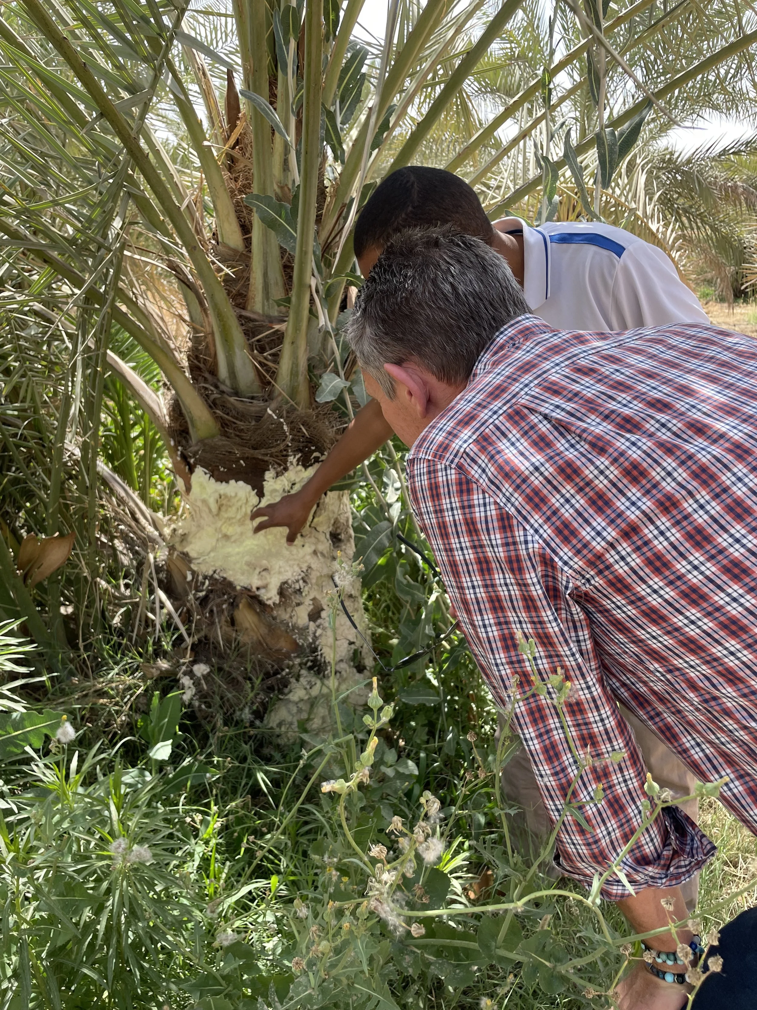Two men examining the base of a palm tree, with one pointing at the trunk, in a lush green environment.