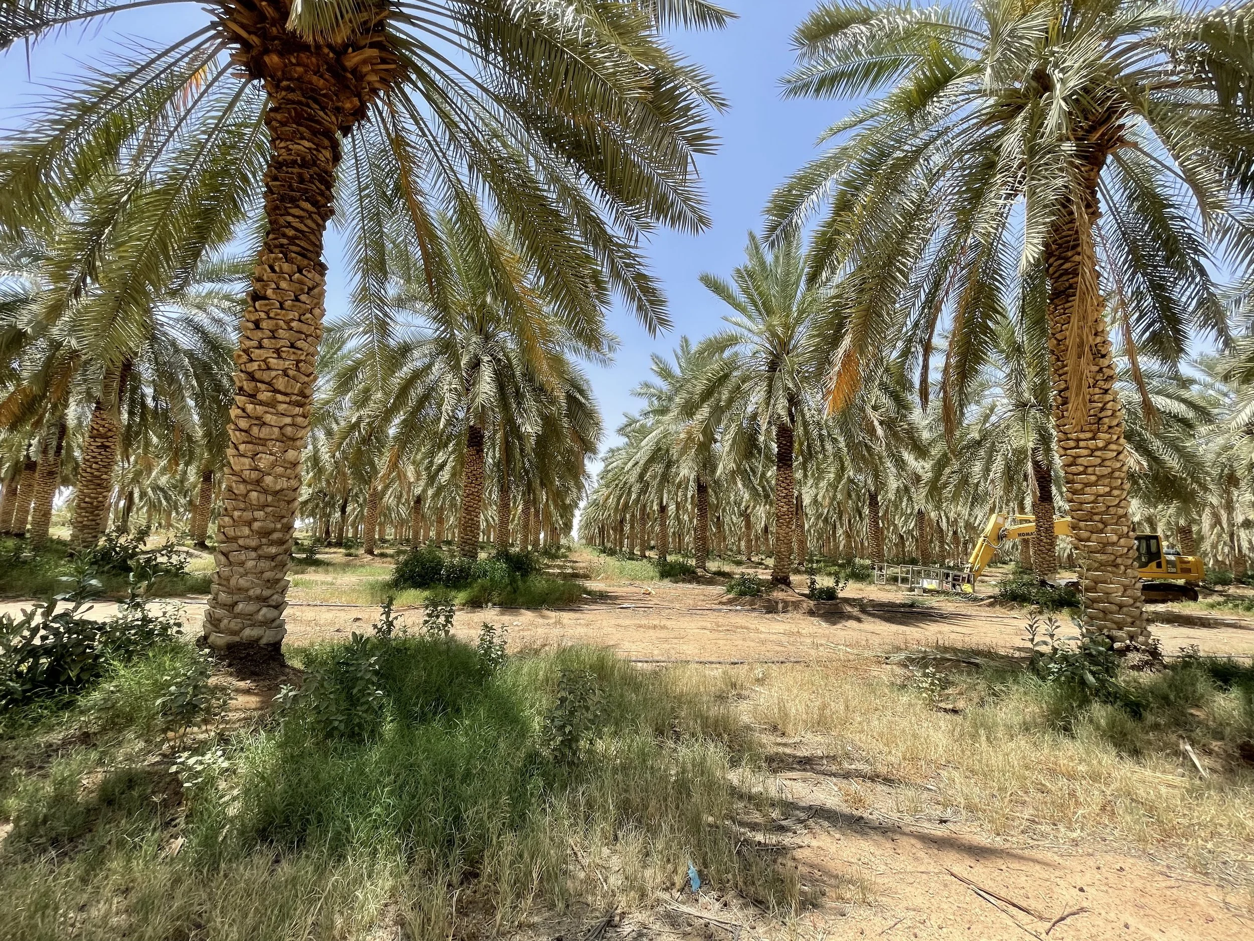 A palm tree plantation with rows of tall palm trees under a clear blue sky. There is some green grass and a small yellow construction vehicle on the right side.