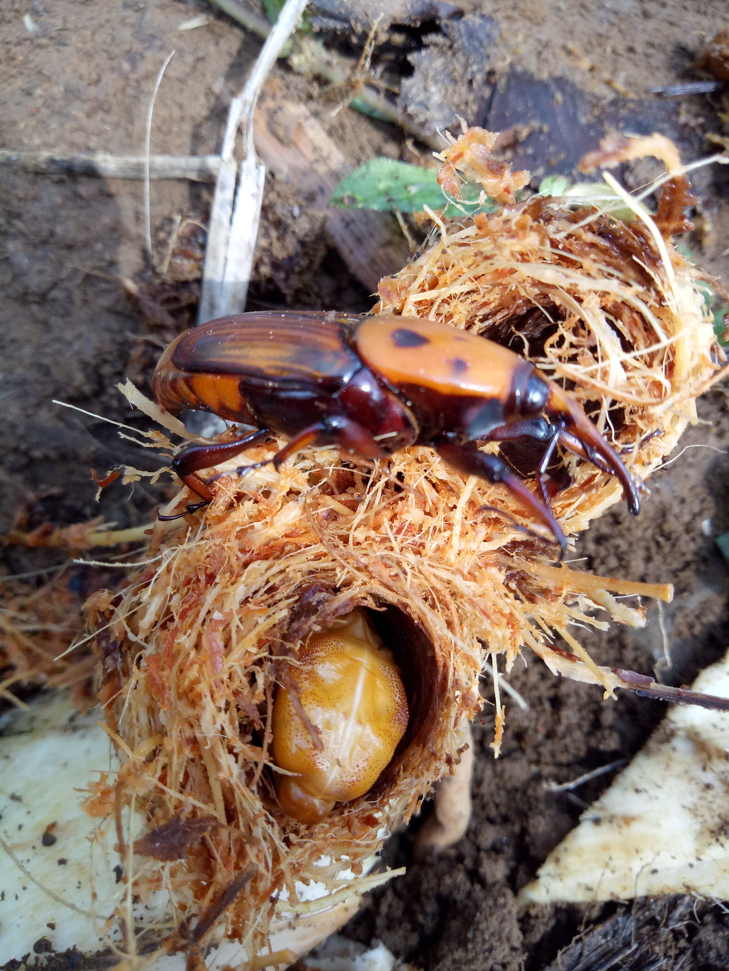 Close-up of a beetle on a sprouting plant in soil.