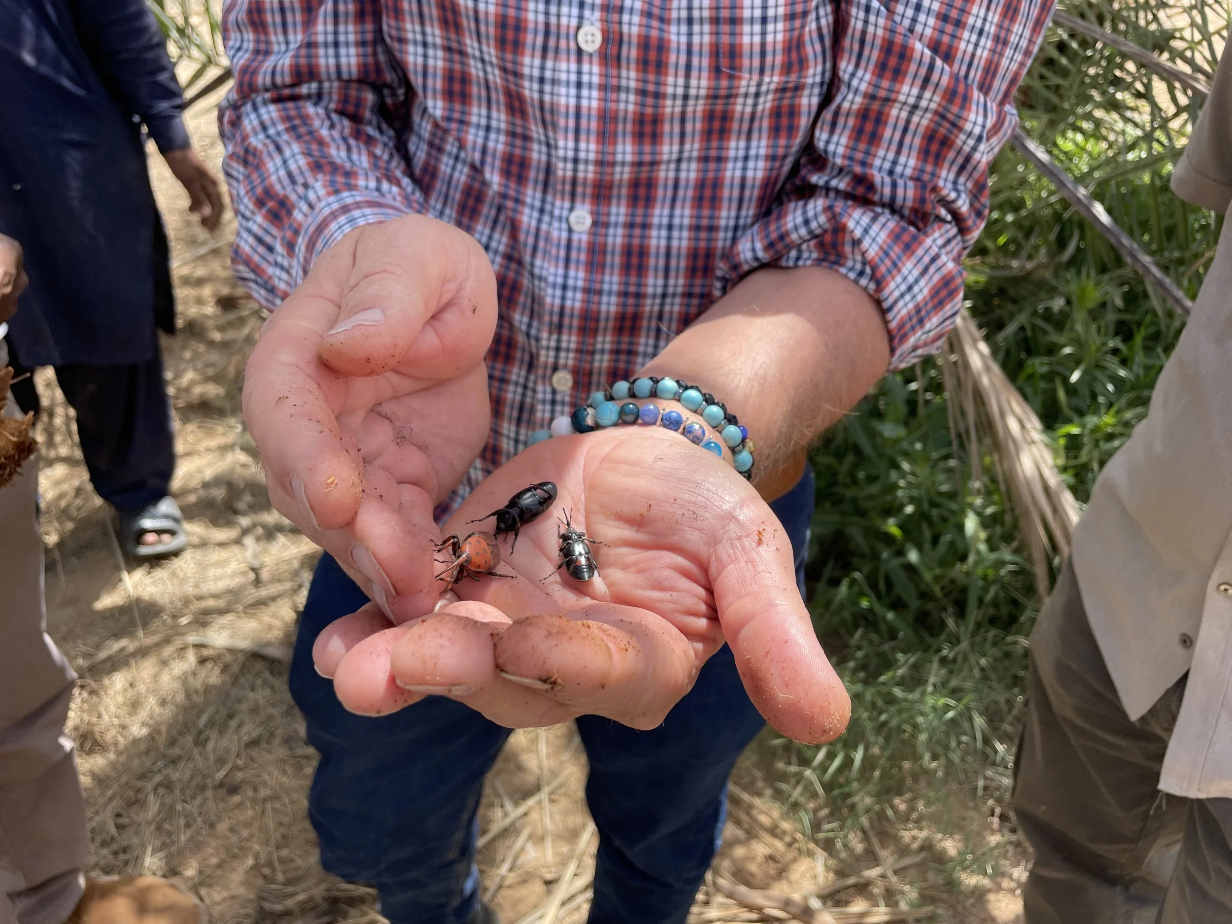 Person holding three insects, including a black beetle, an orange beetle, and a metallic bee, in a green outdoor setting.
