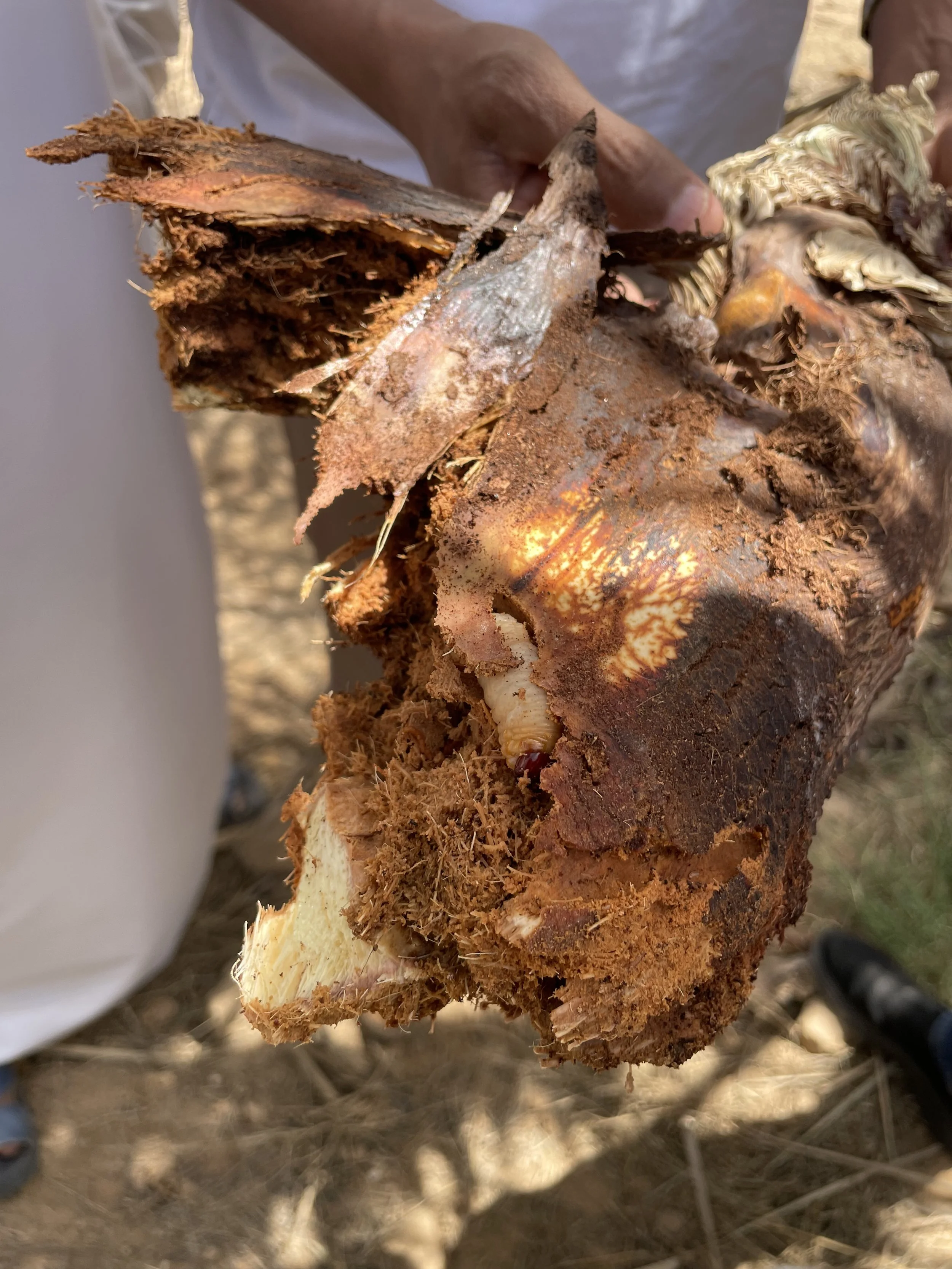 A person holding a large, decayed, and rotting root or stem of a plant with visible fungus growth and decay.