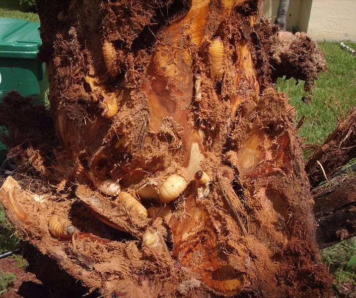A close-up of a tree trunk with wood-eating insects, possibly termites or beetle larvae, on and around the wood.