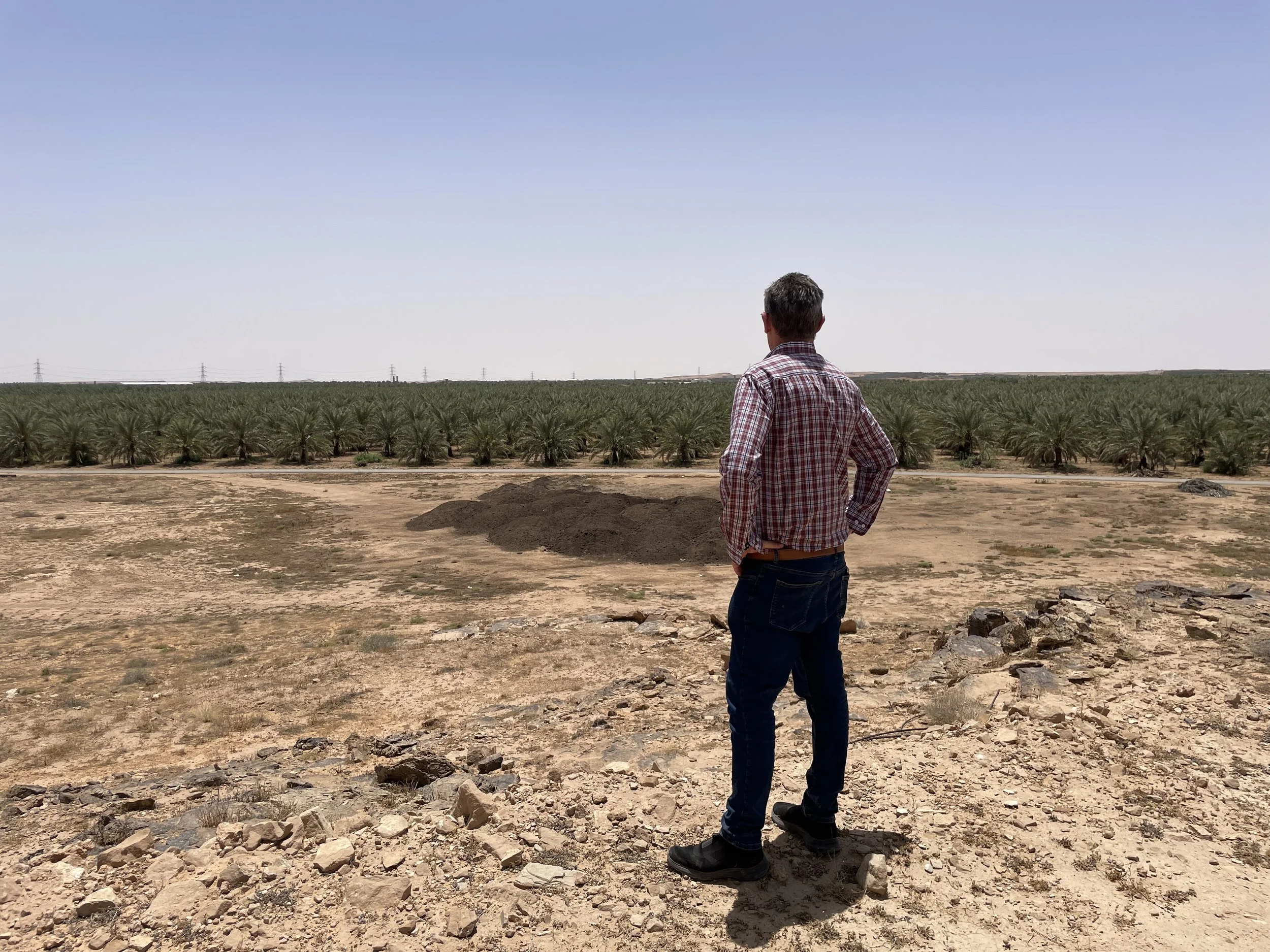 A man stands outdoors on a rocky, dusty area looking at a large field of green pineapple plants under a clear blue sky.