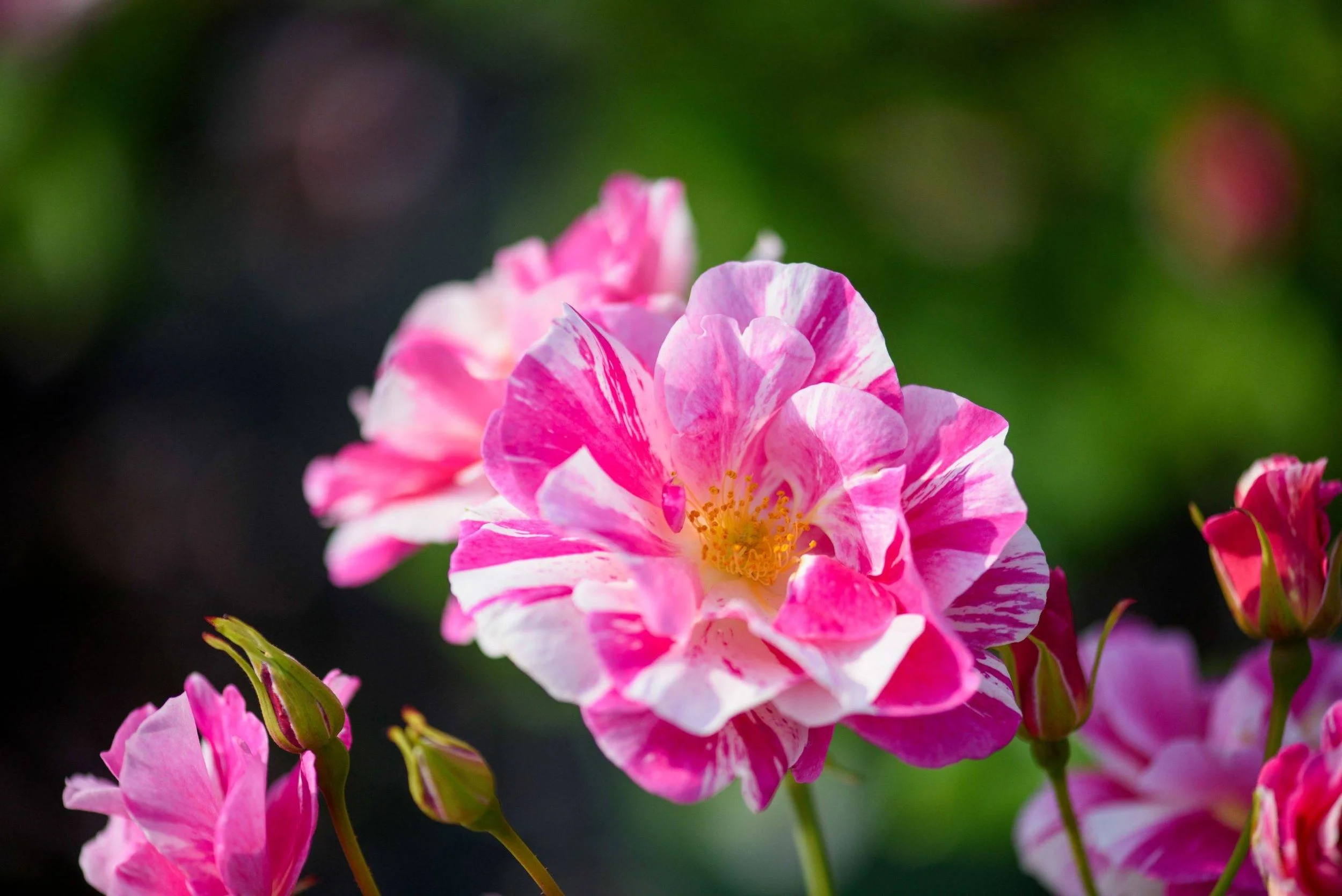 david-austin-rose-unveils-the-kings-rose-at-rhs-chelsea-flower-show-scaled.jpg