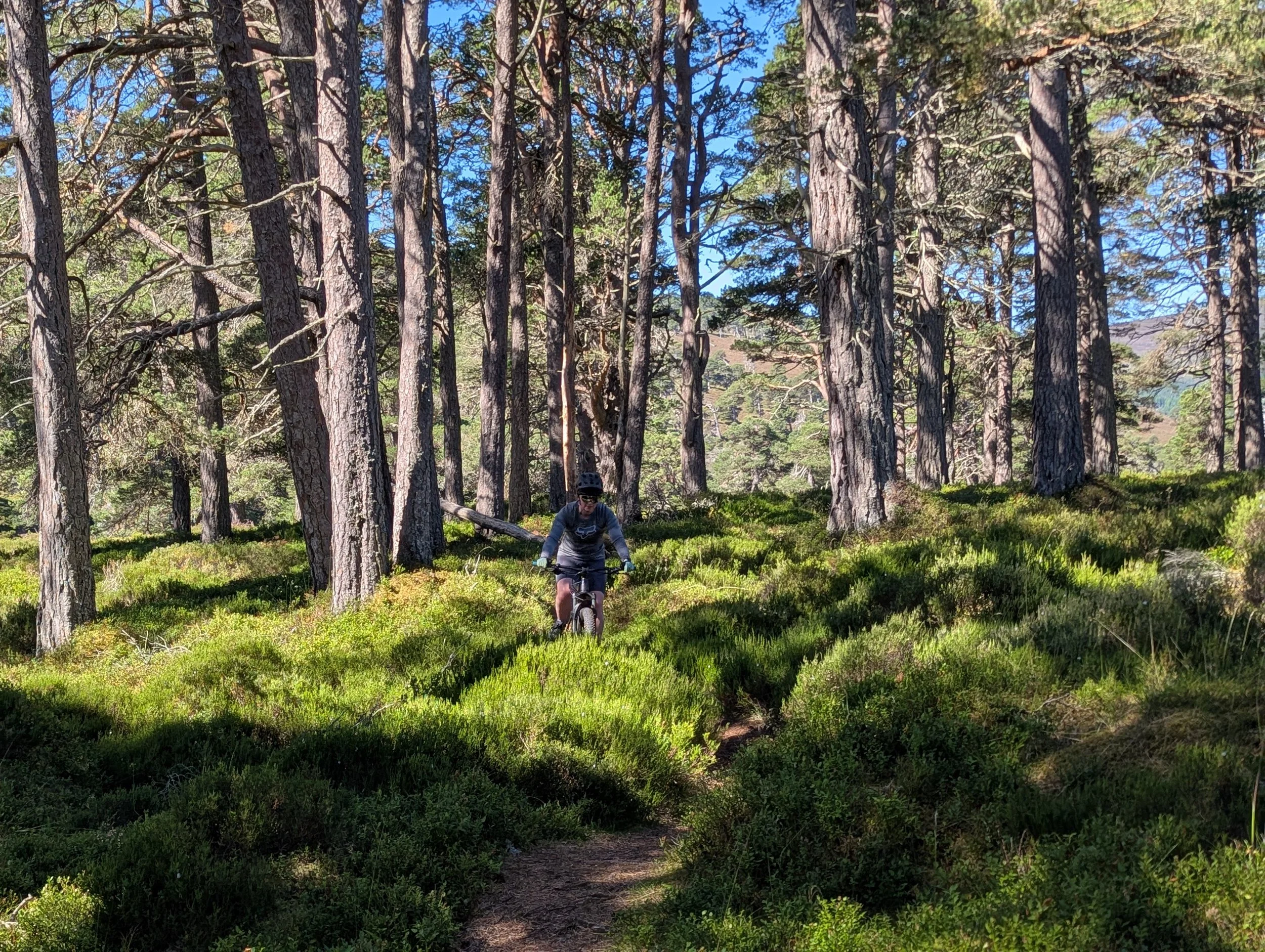 Mountain Bike Forest.jpg