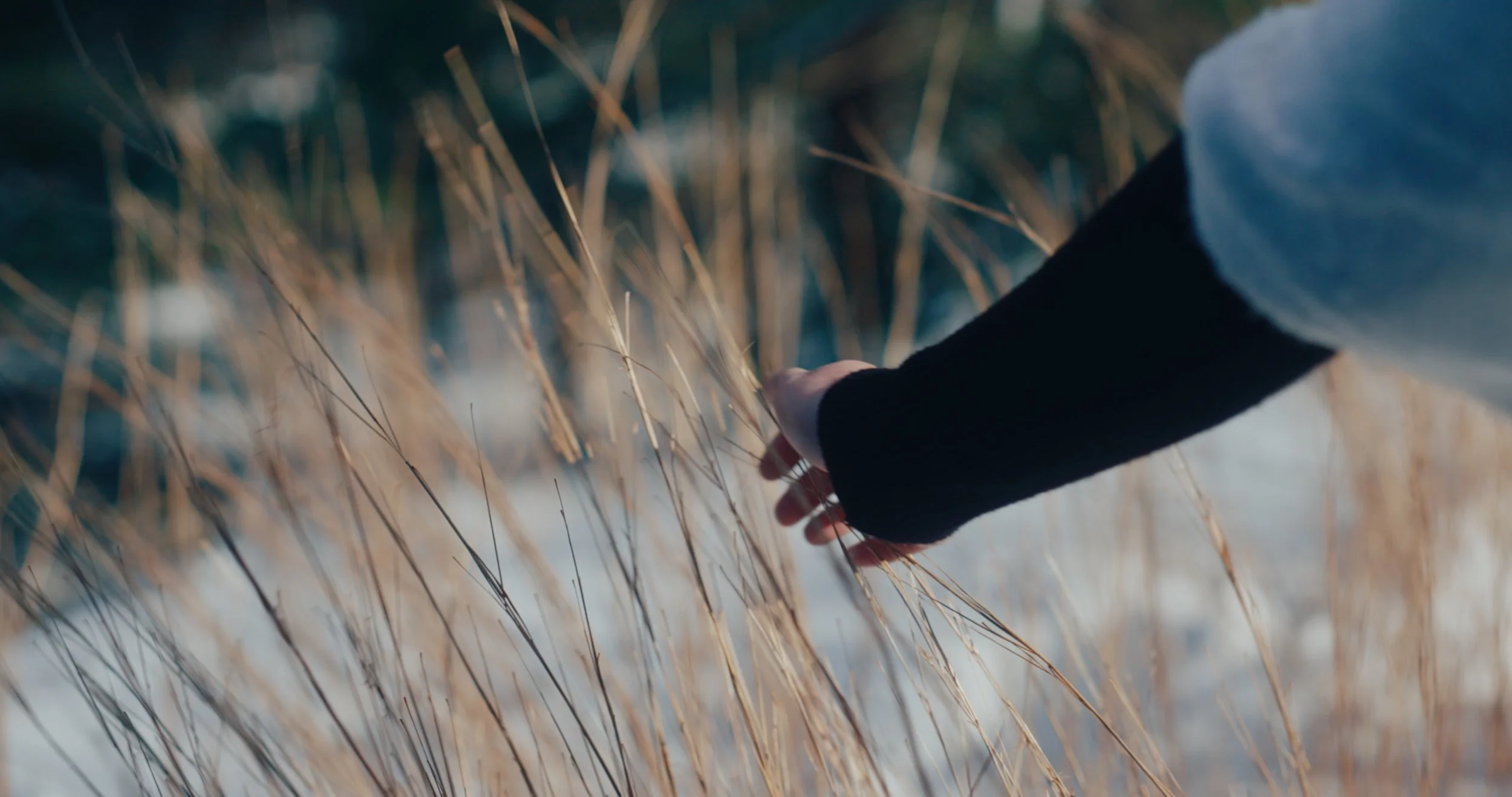 A person's hand touching dry, tall grass in a natural outdoor setting.