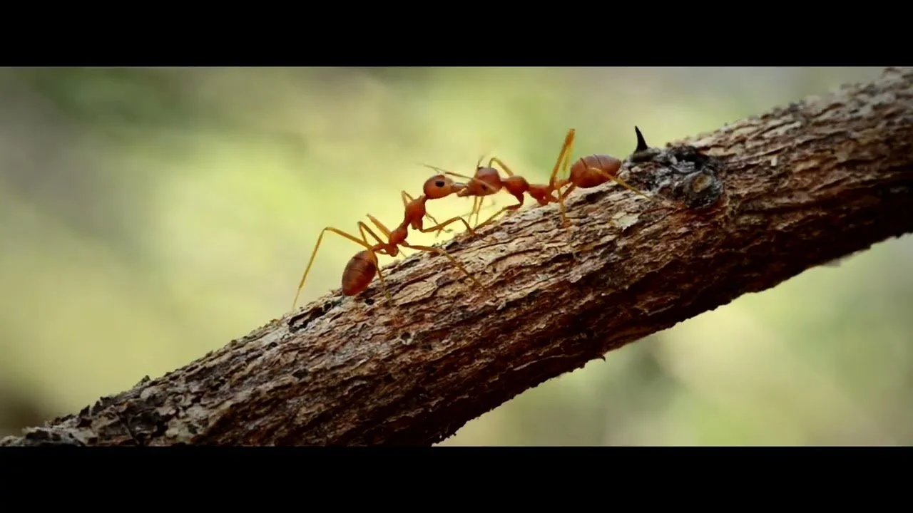 A close-up of two ants carrying a small insect on a tree branch.
