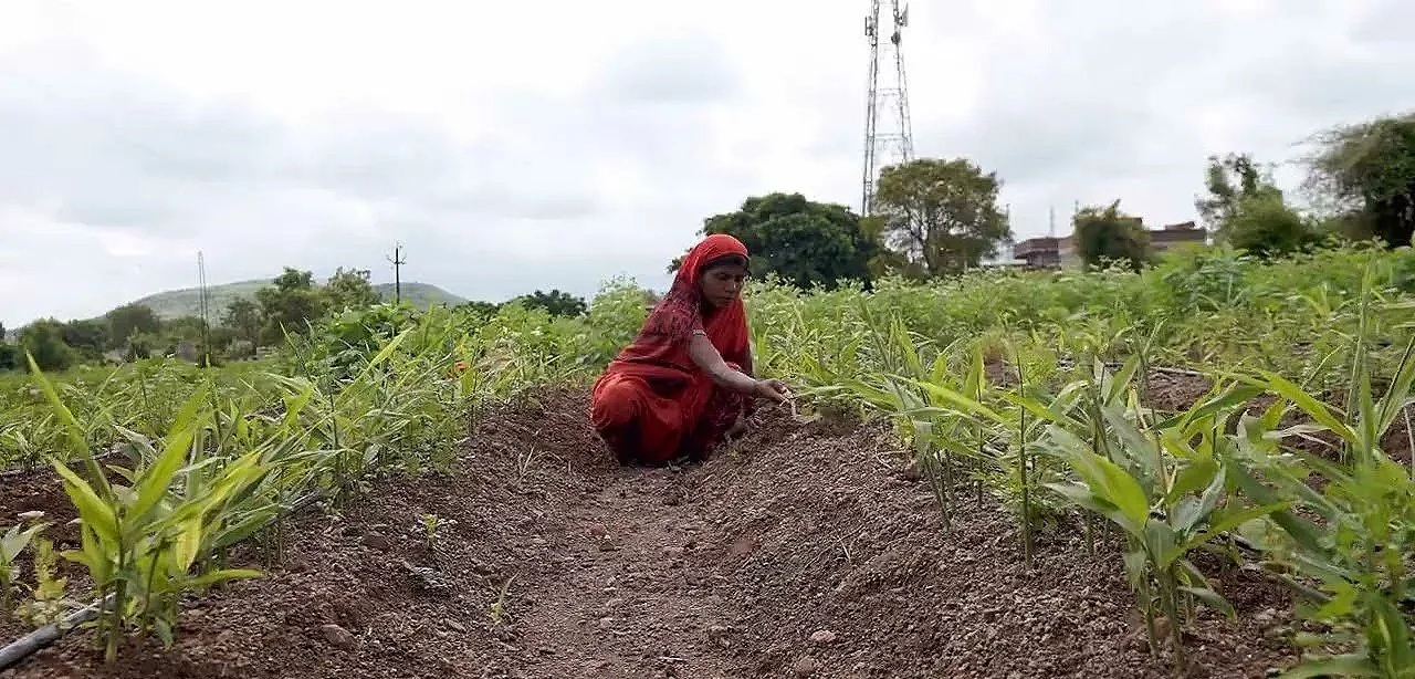 A woman in a red sari working in a green field with young plants during the day.