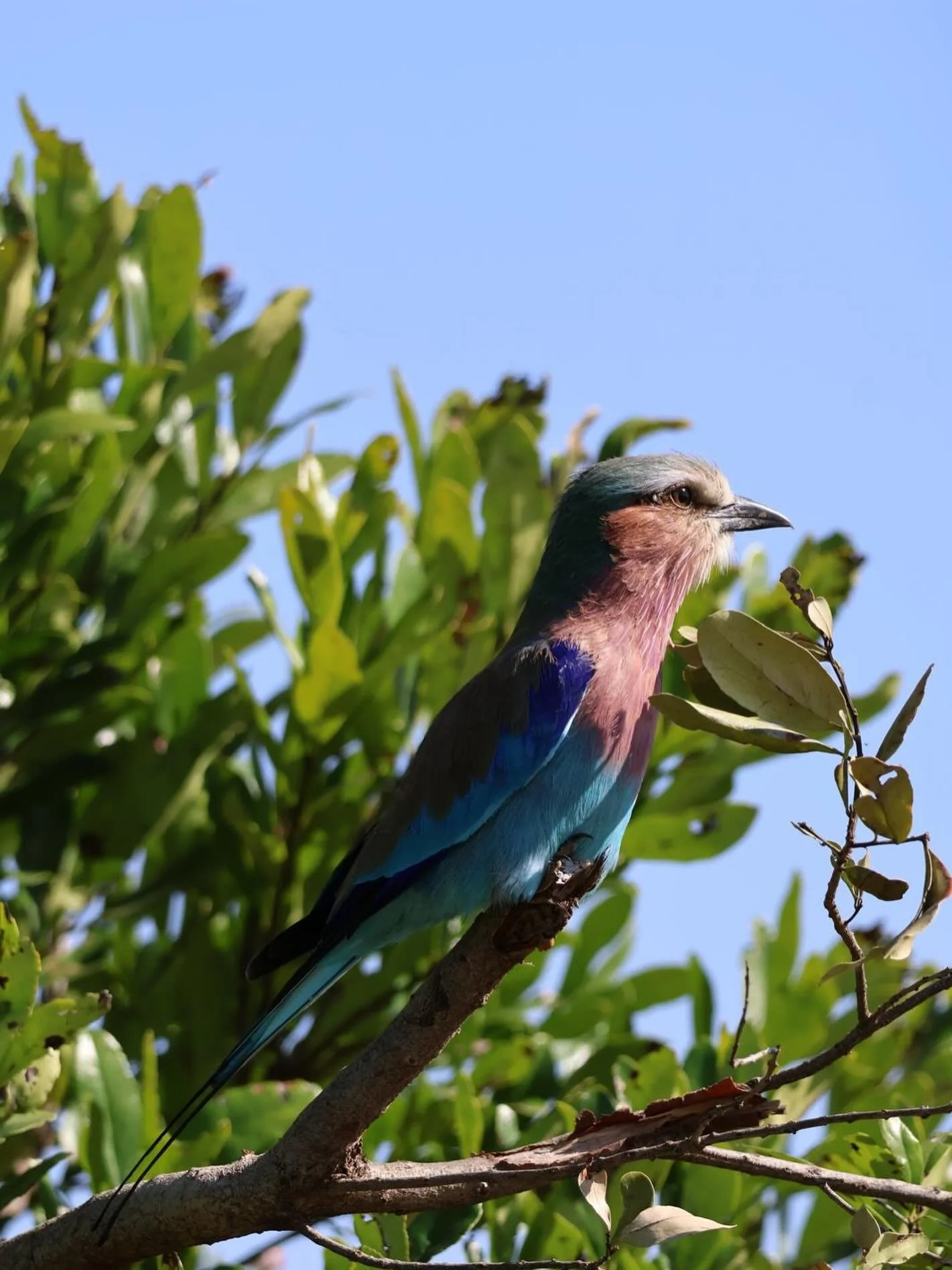 Named after the breathtaking lilac breasted roller 💜 

A symbol of beauty, individuality, and bold expression. 

Just like its vibrant colours in motion, The Lilac Roller is about standing out effortlessly and embracing what makes you unique.

📷 ph
