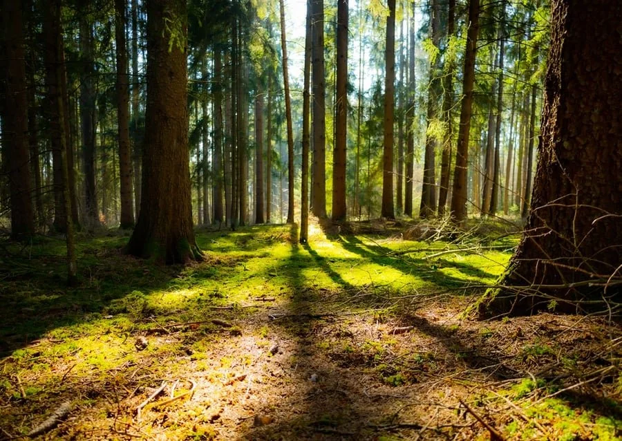 An image of The Grove